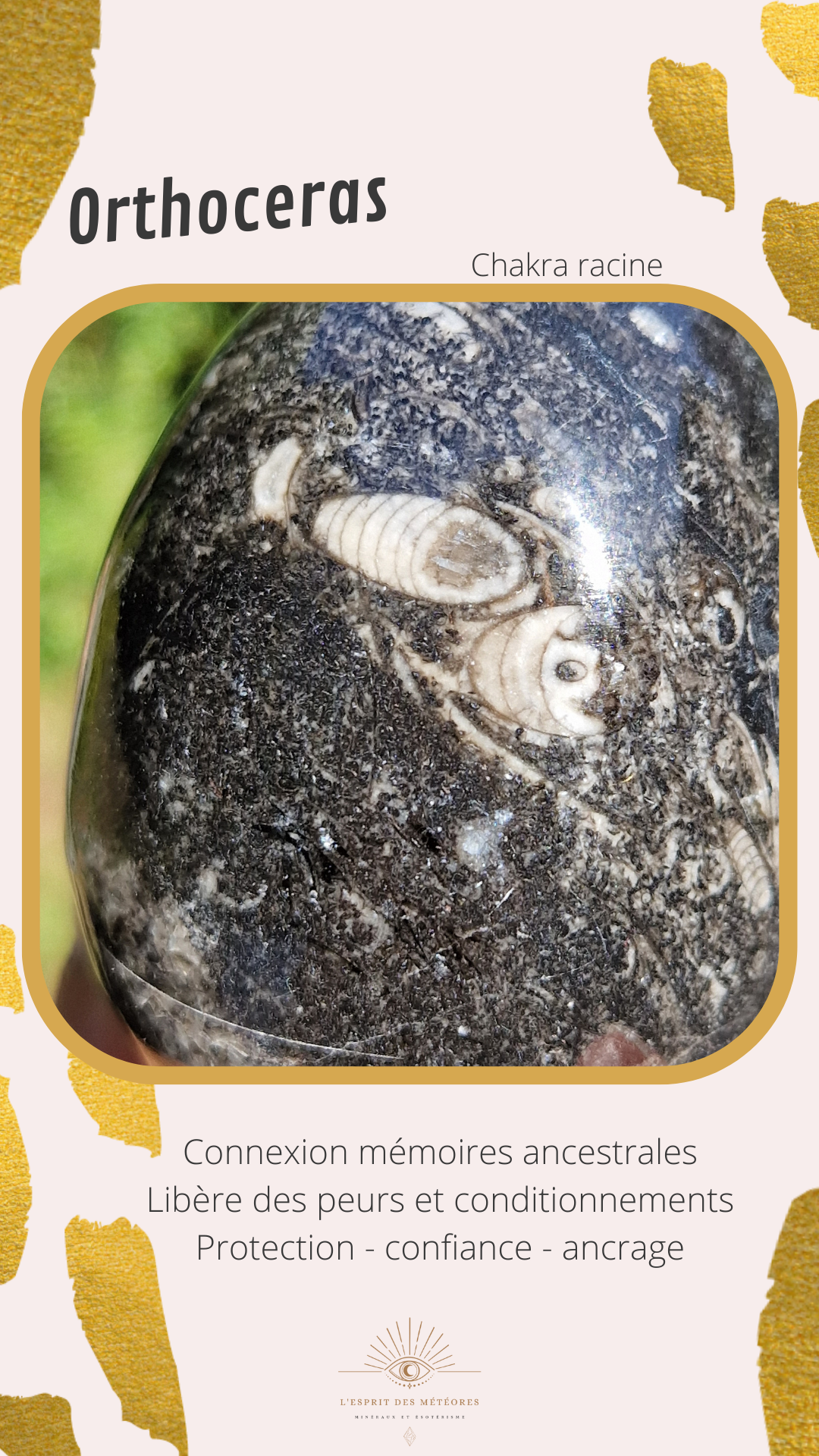 Coupelle en Orthoceras n°4