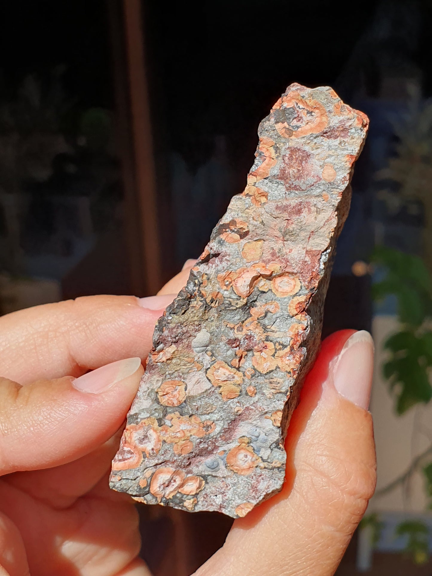 Léopardite brute / Jaspe léopard (à choisir)