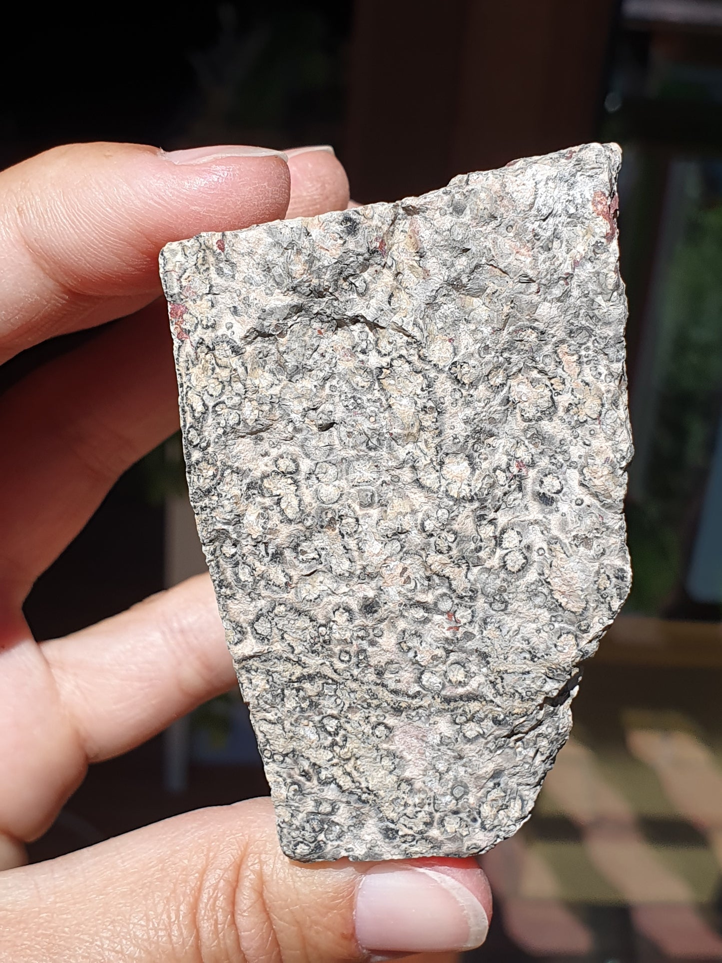 Léopardite brute / Jaspe léopard (à choisir)
