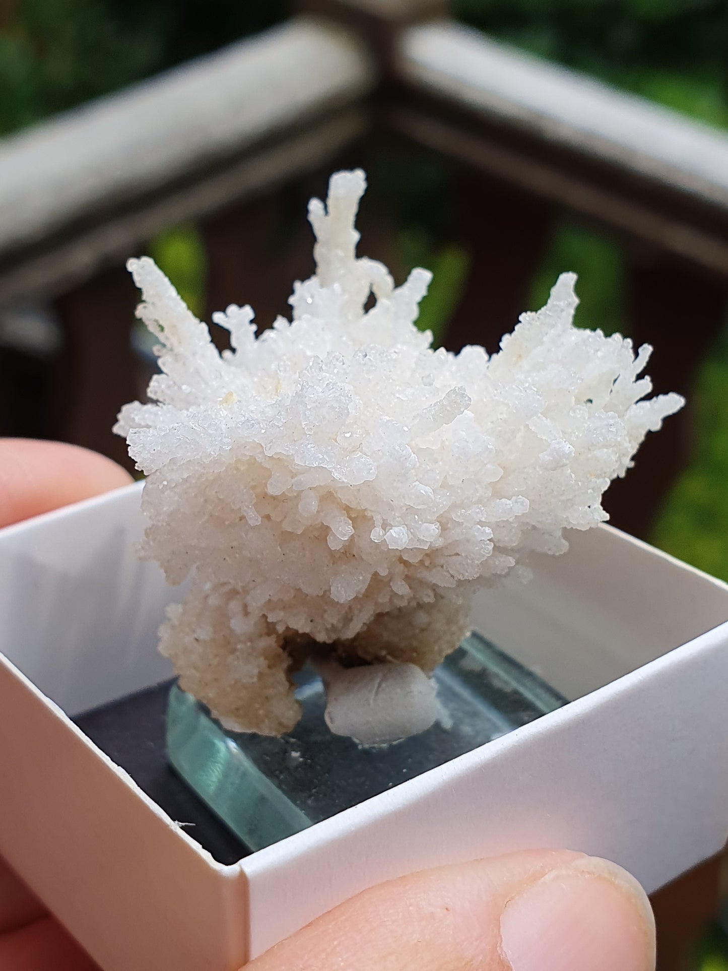 Aragonite corollaire française 10