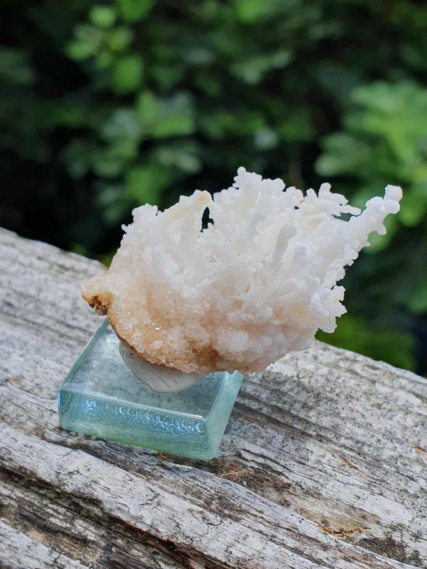 Aragonite corollaire française 10