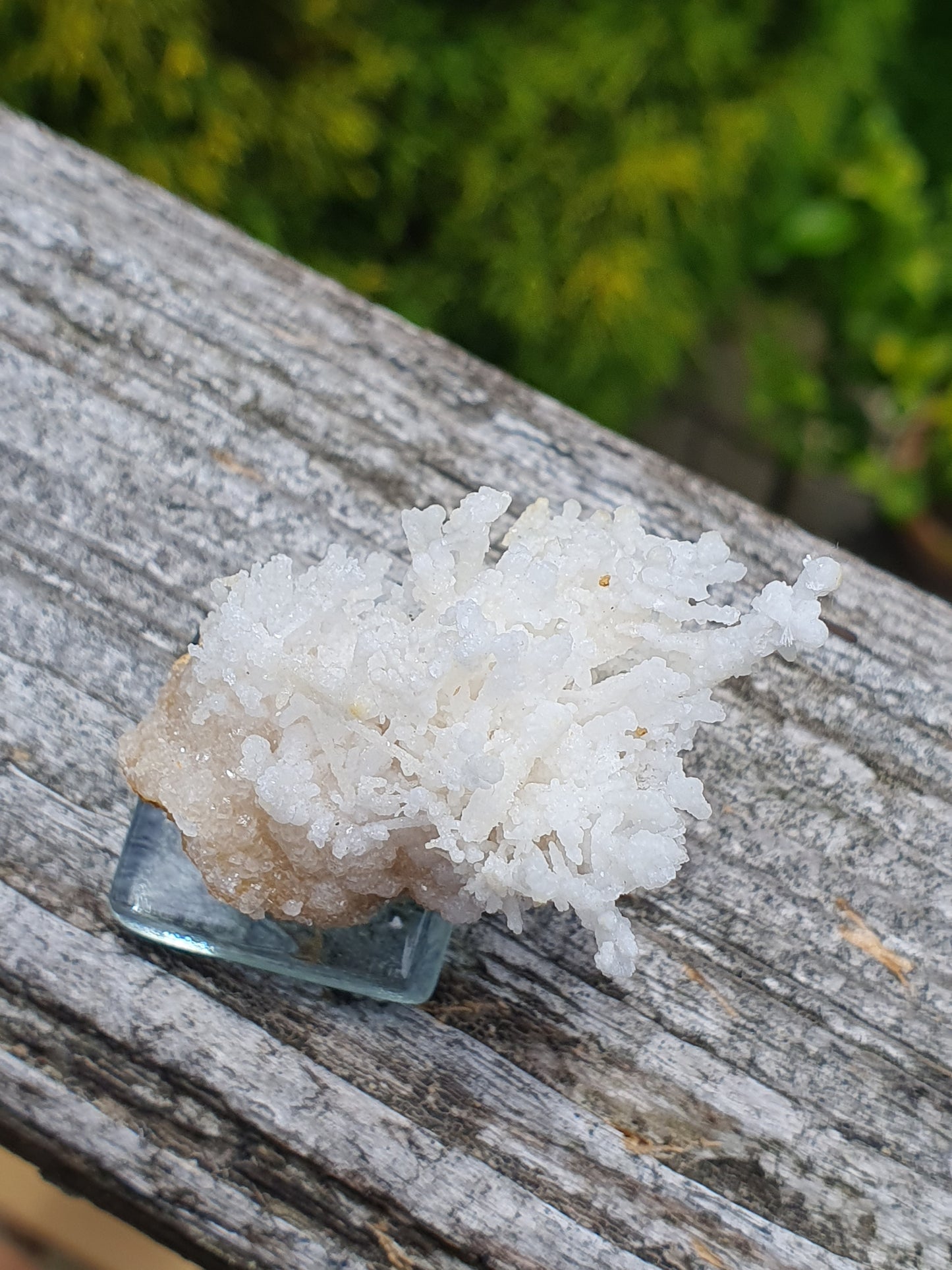 Aragonite corollaire française 10