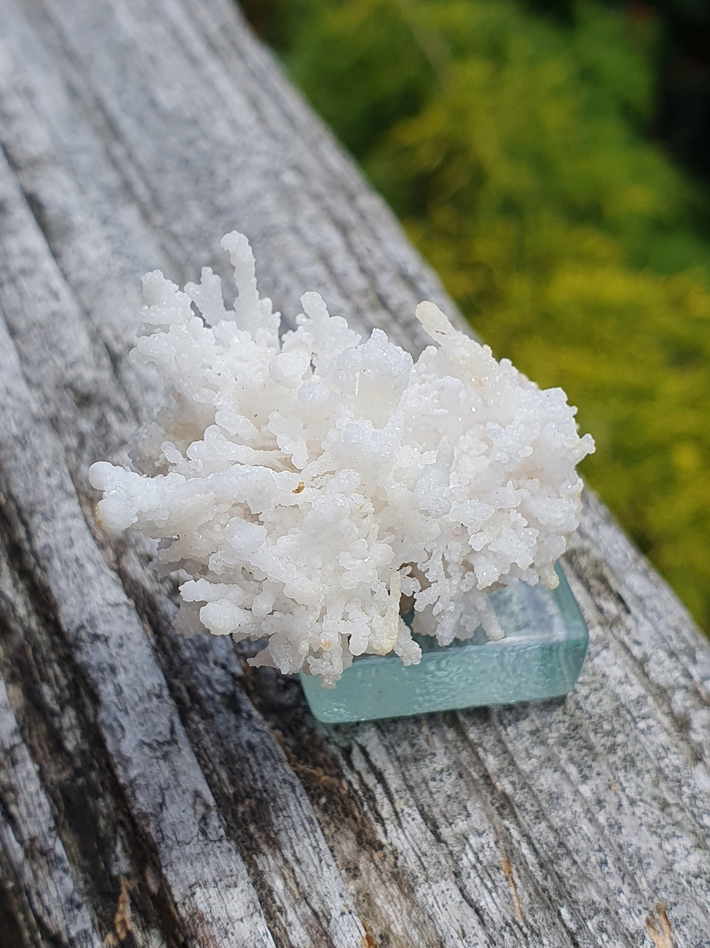 Aragonite corollaire française 10