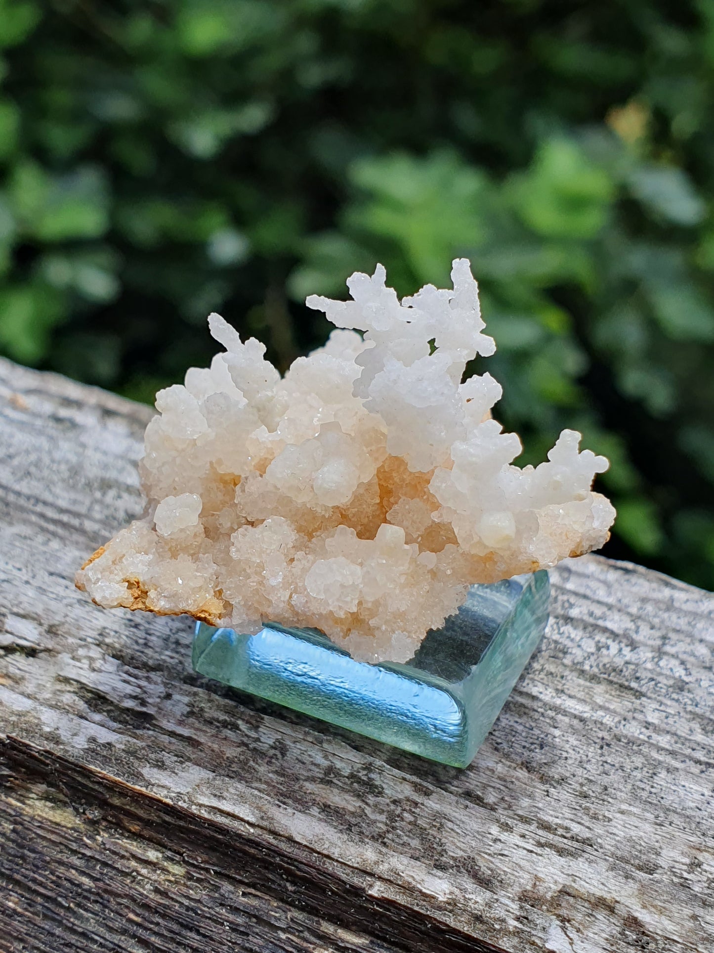 Aragonite corollaire française 9