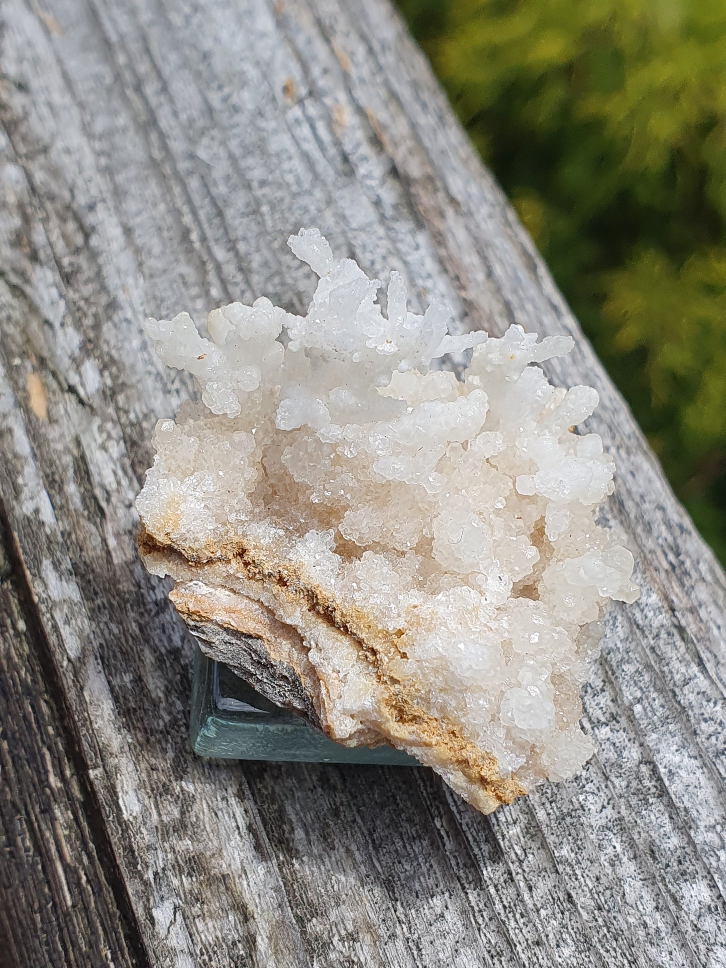 Aragonite corollaire française 9