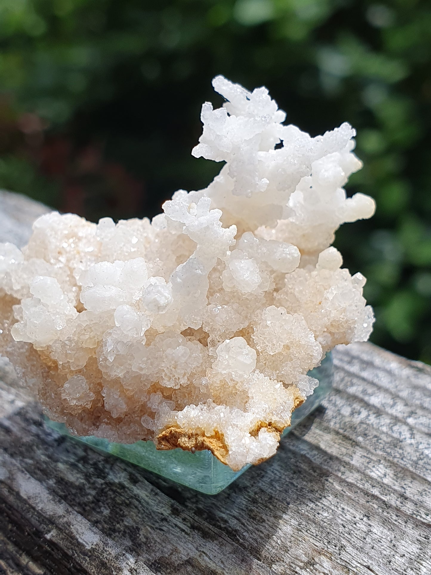 Aragonite corollaire française 9