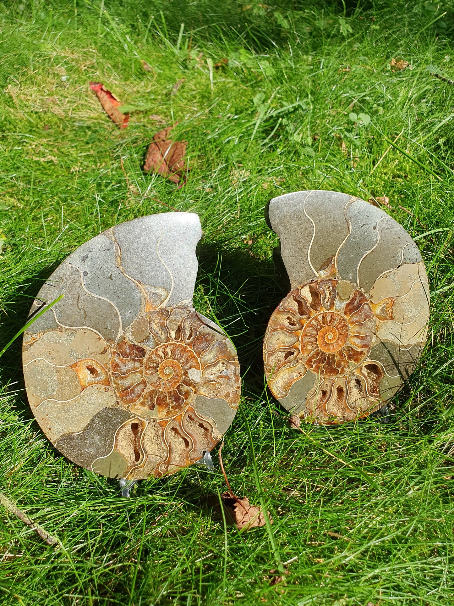 Ammonite de Madagascar D