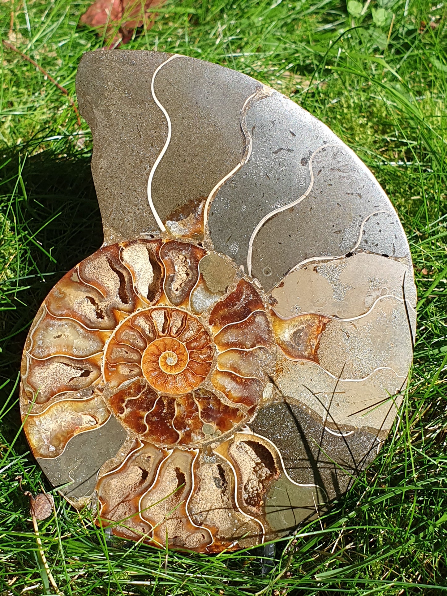 Ammonite de Madagascar D