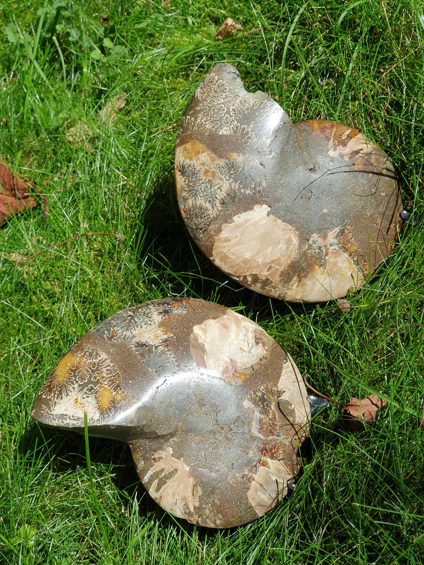 Ammonite de Madagascar D