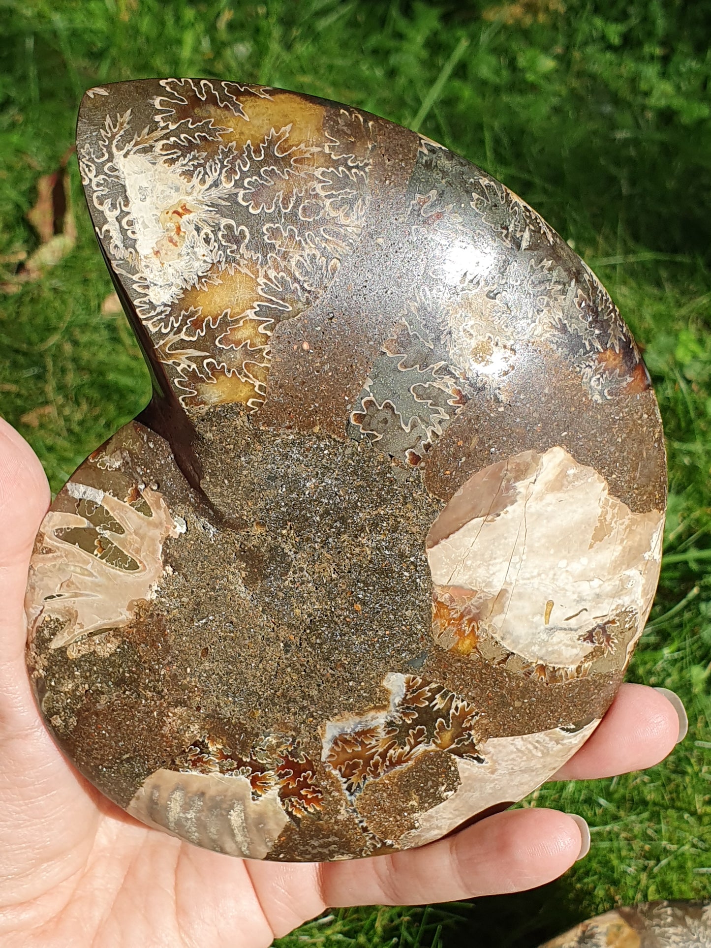 Ammonite de Madagascar D