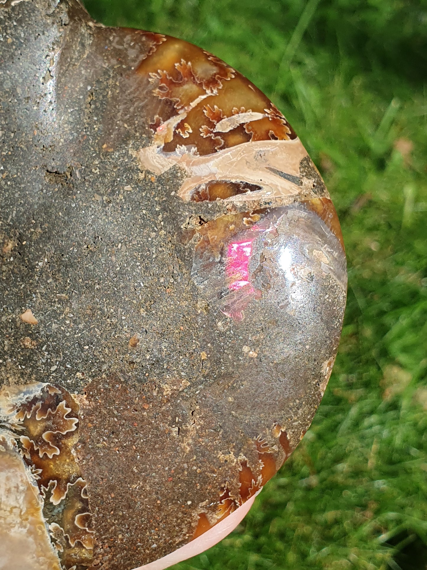 Ammonite de Madagascar D