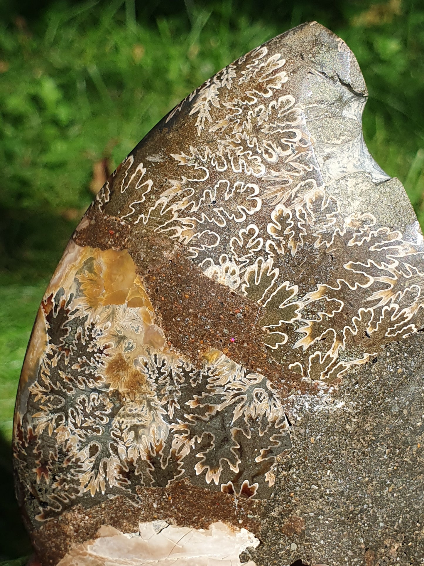 Ammonite de Madagascar D