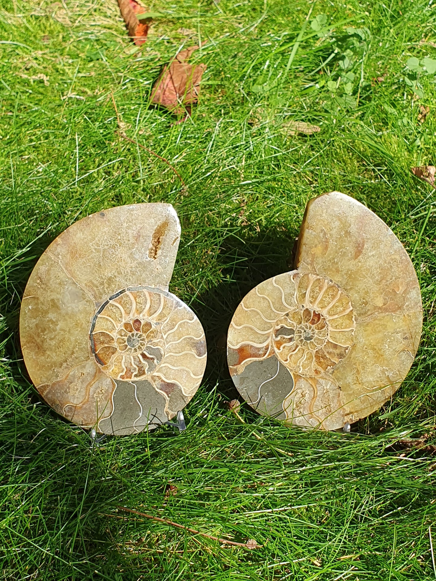 Ammonite de Madagascar A