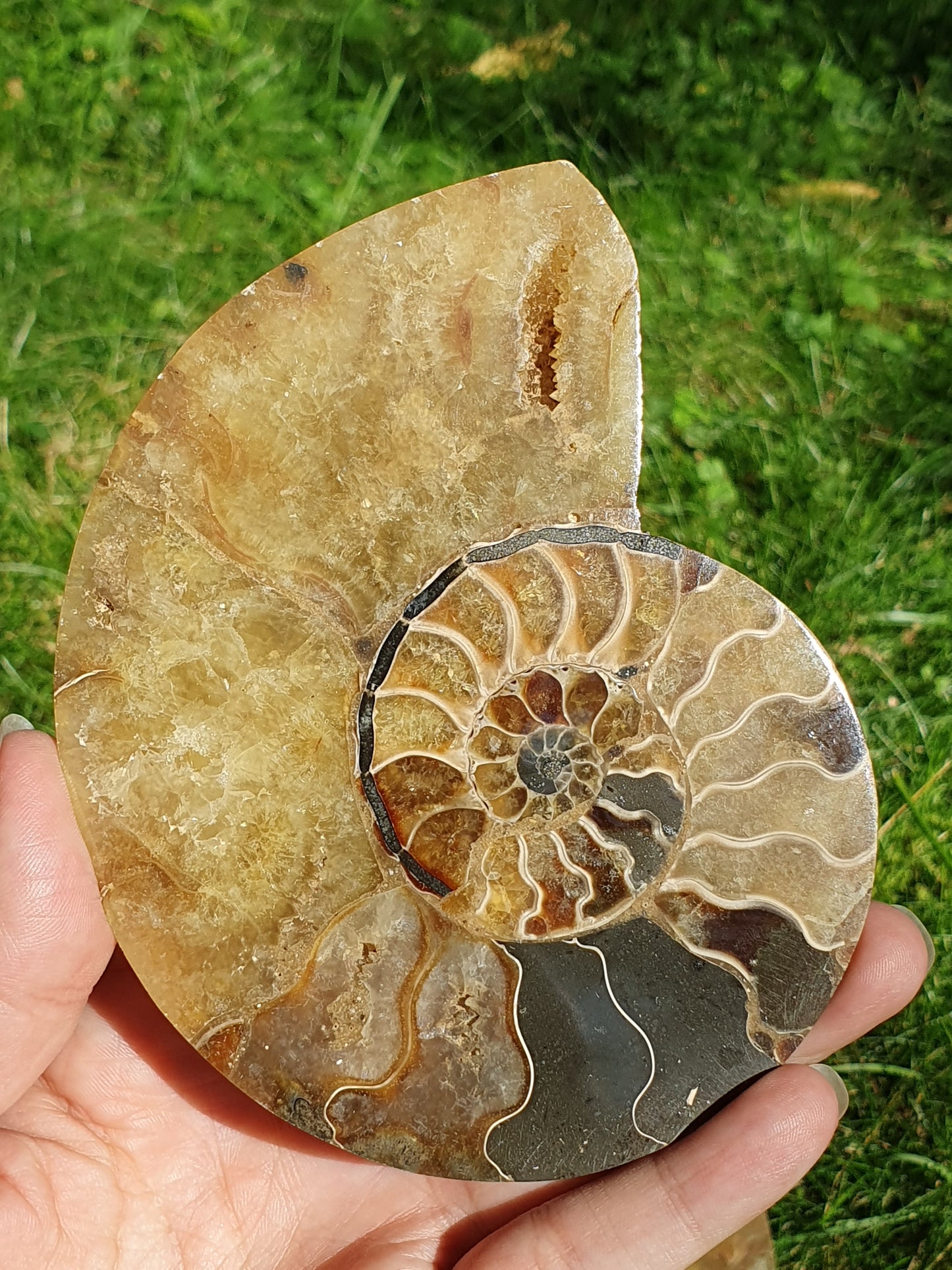 Ammonite de Madagascar A