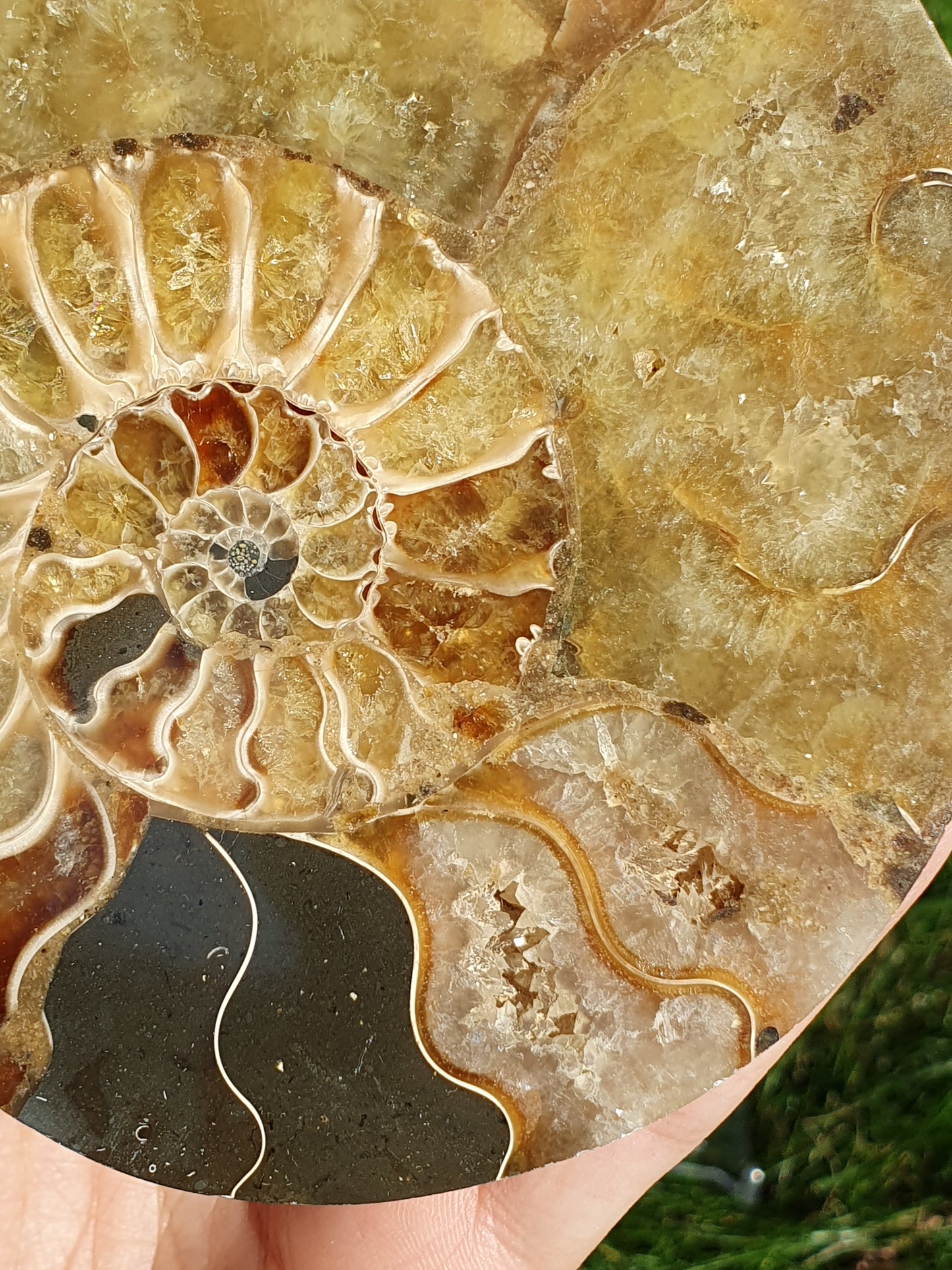 Ammonite de Madagascar A