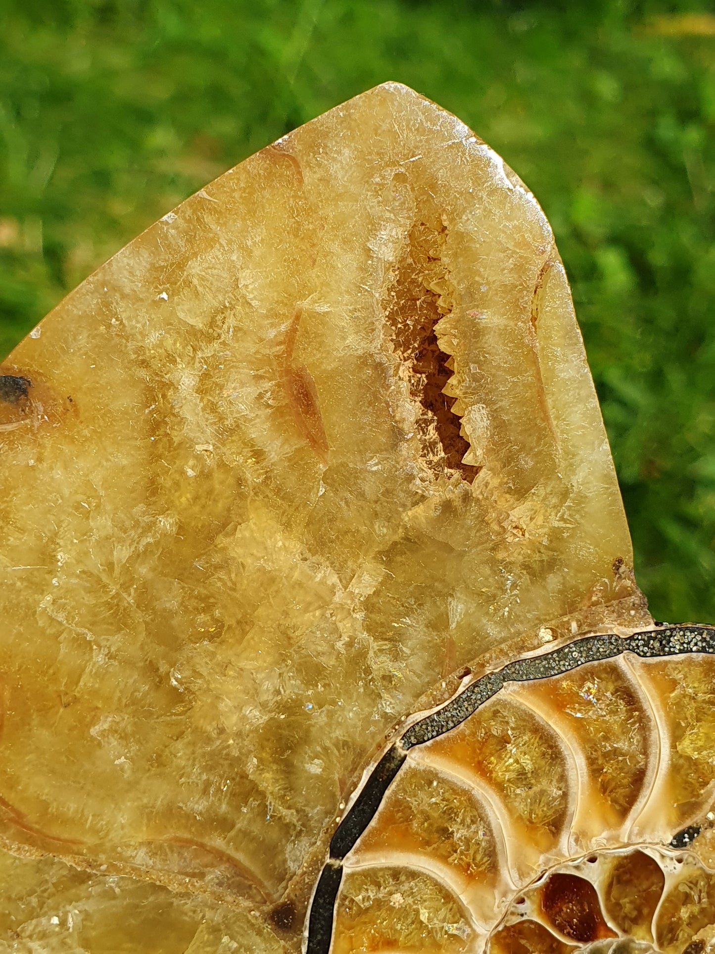 Ammonite de Madagascar A