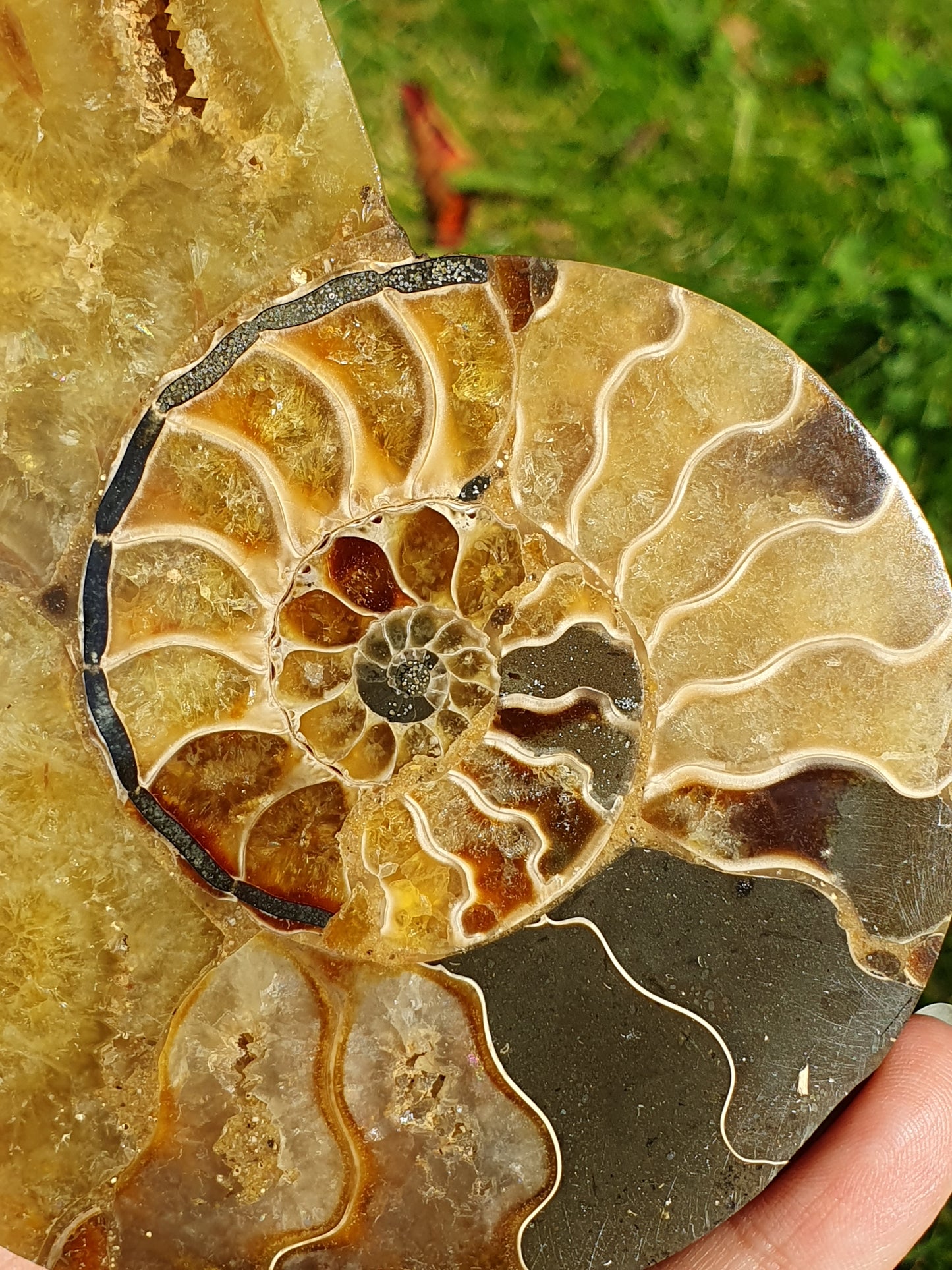 Ammonite de Madagascar A