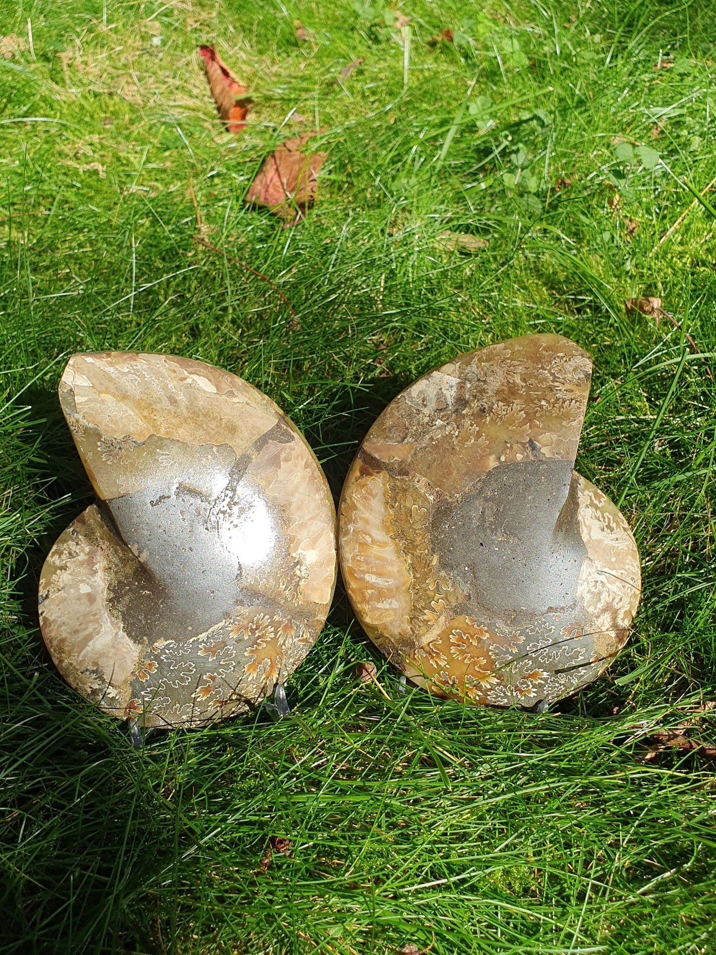 Ammonite de Madagascar A