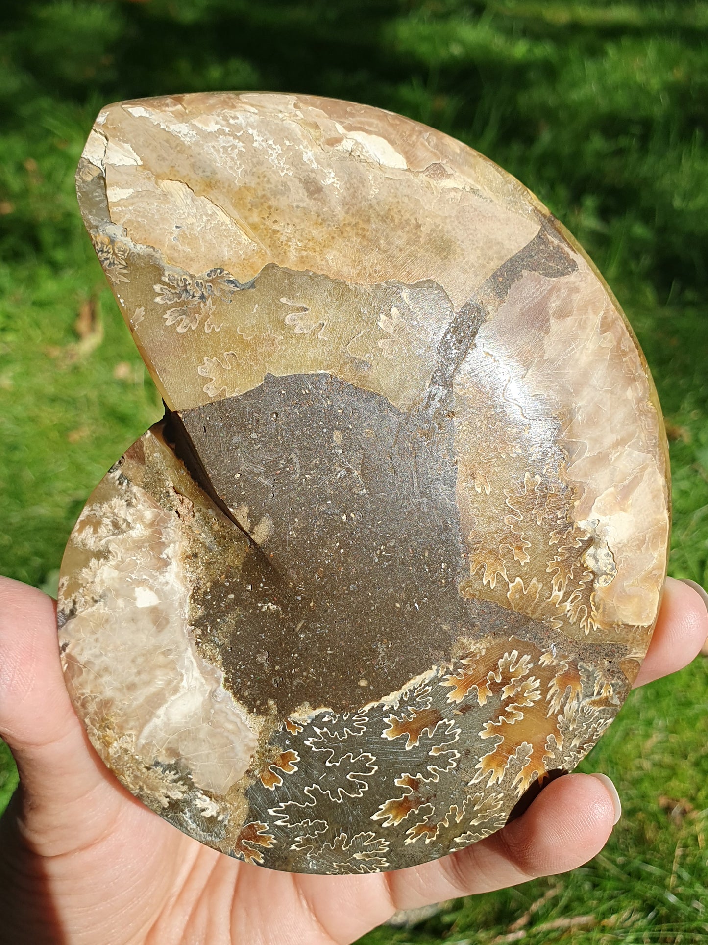Ammonite de Madagascar A