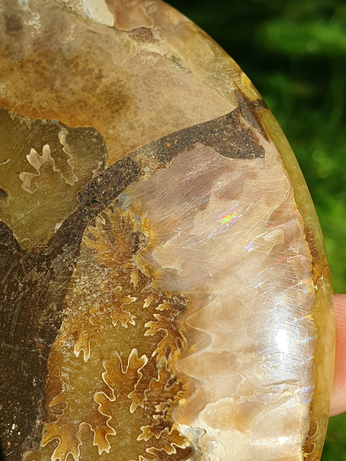 Ammonite de Madagascar A