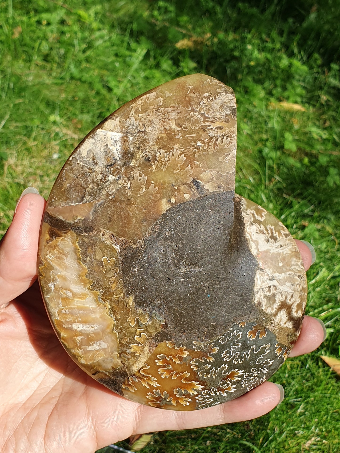Ammonite de Madagascar A