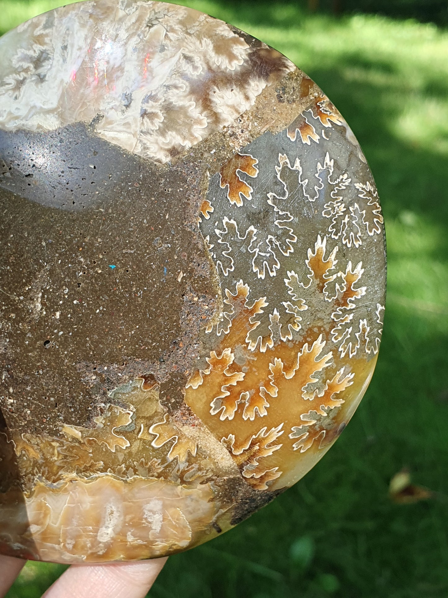 Ammonite de Madagascar A