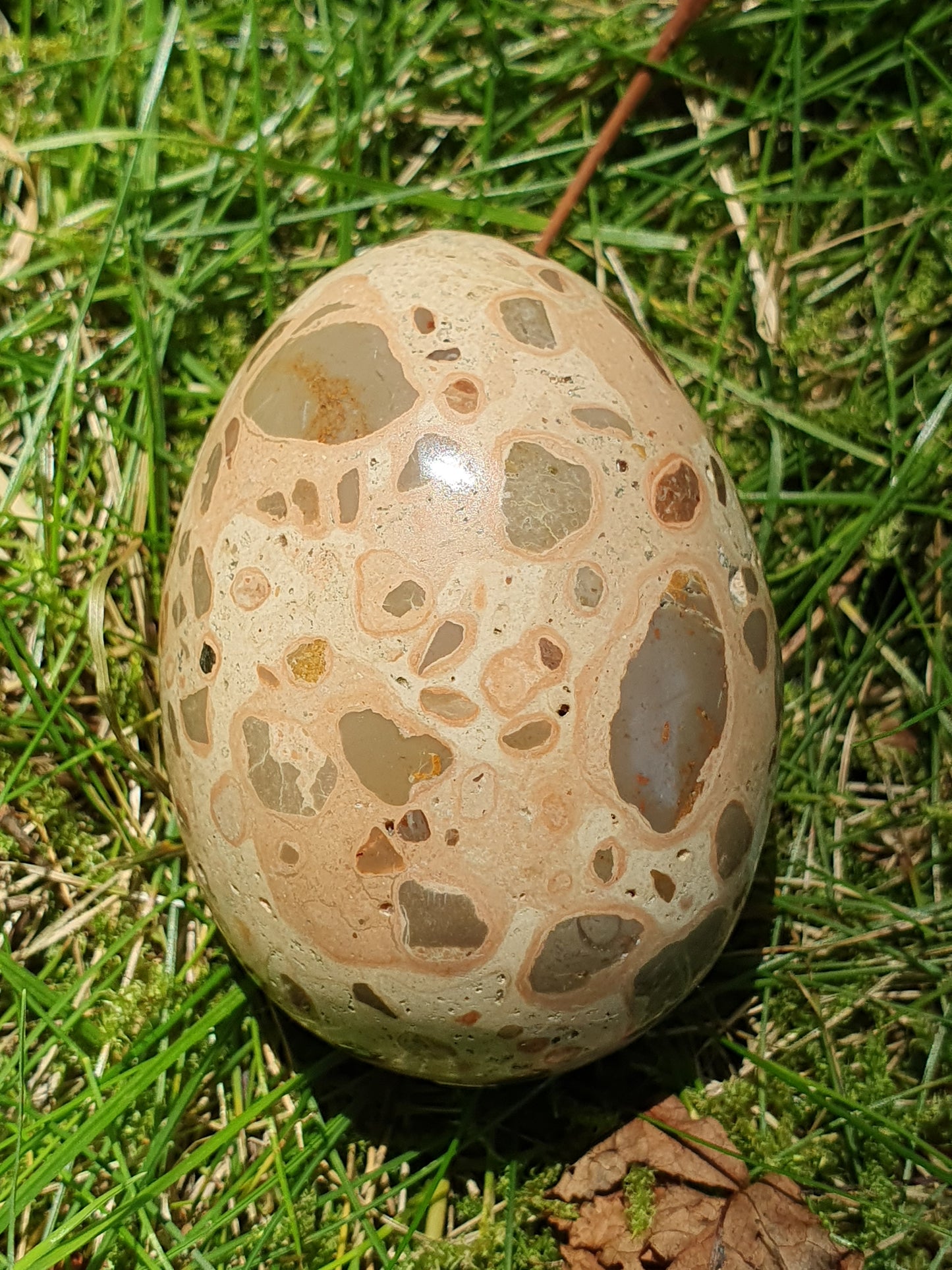 Oeuf Léopardite / Jaspe léopard LI