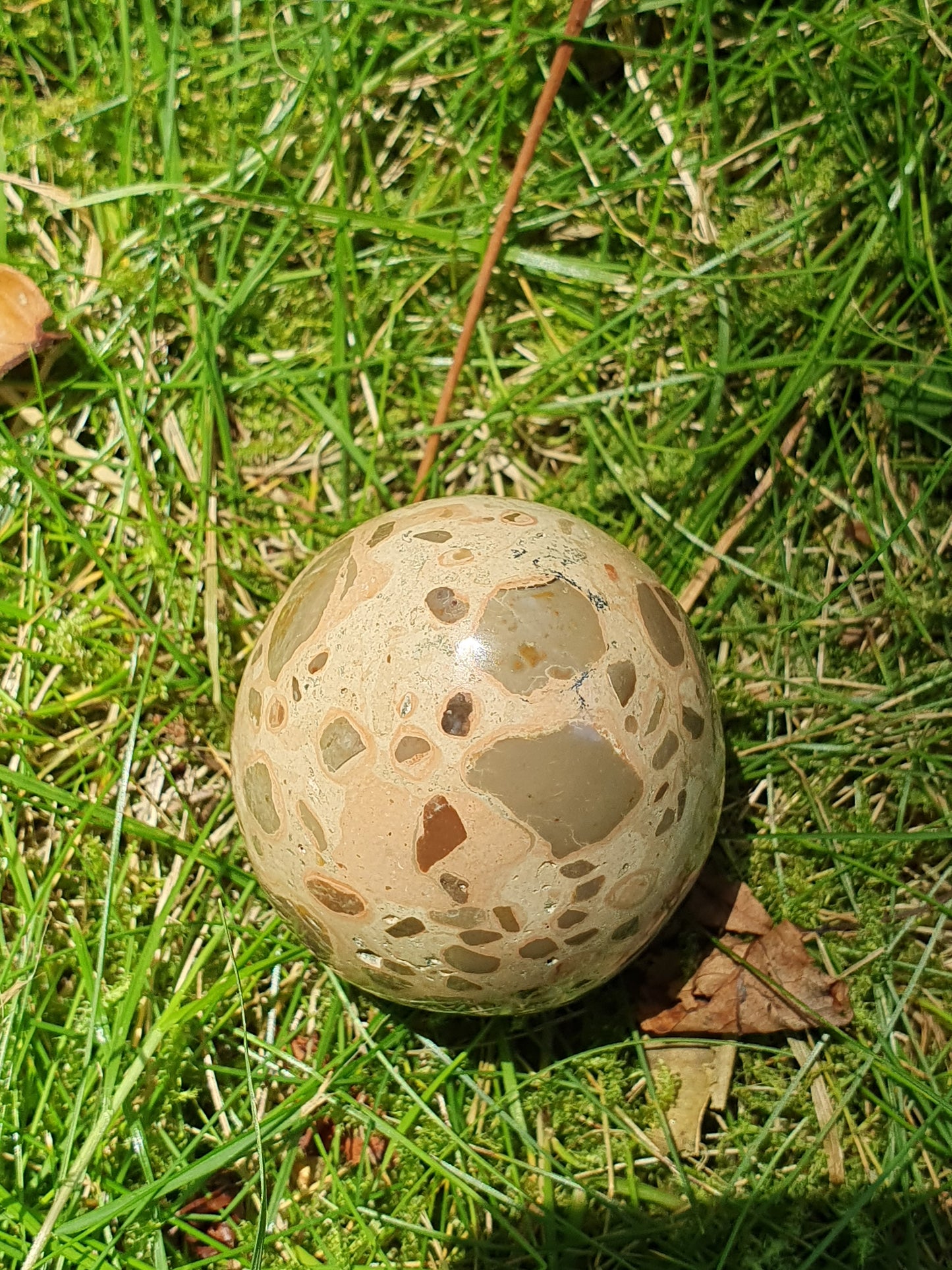Oeuf Léopardite / Jaspe léopard LI
