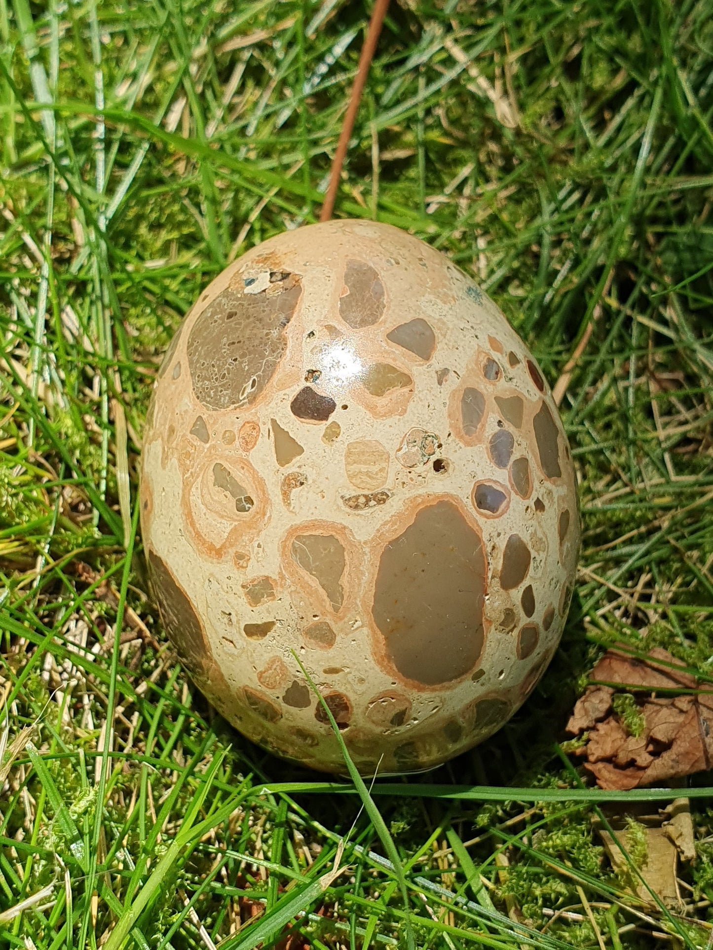 Oeuf Léopardite / Jaspe léopard LK