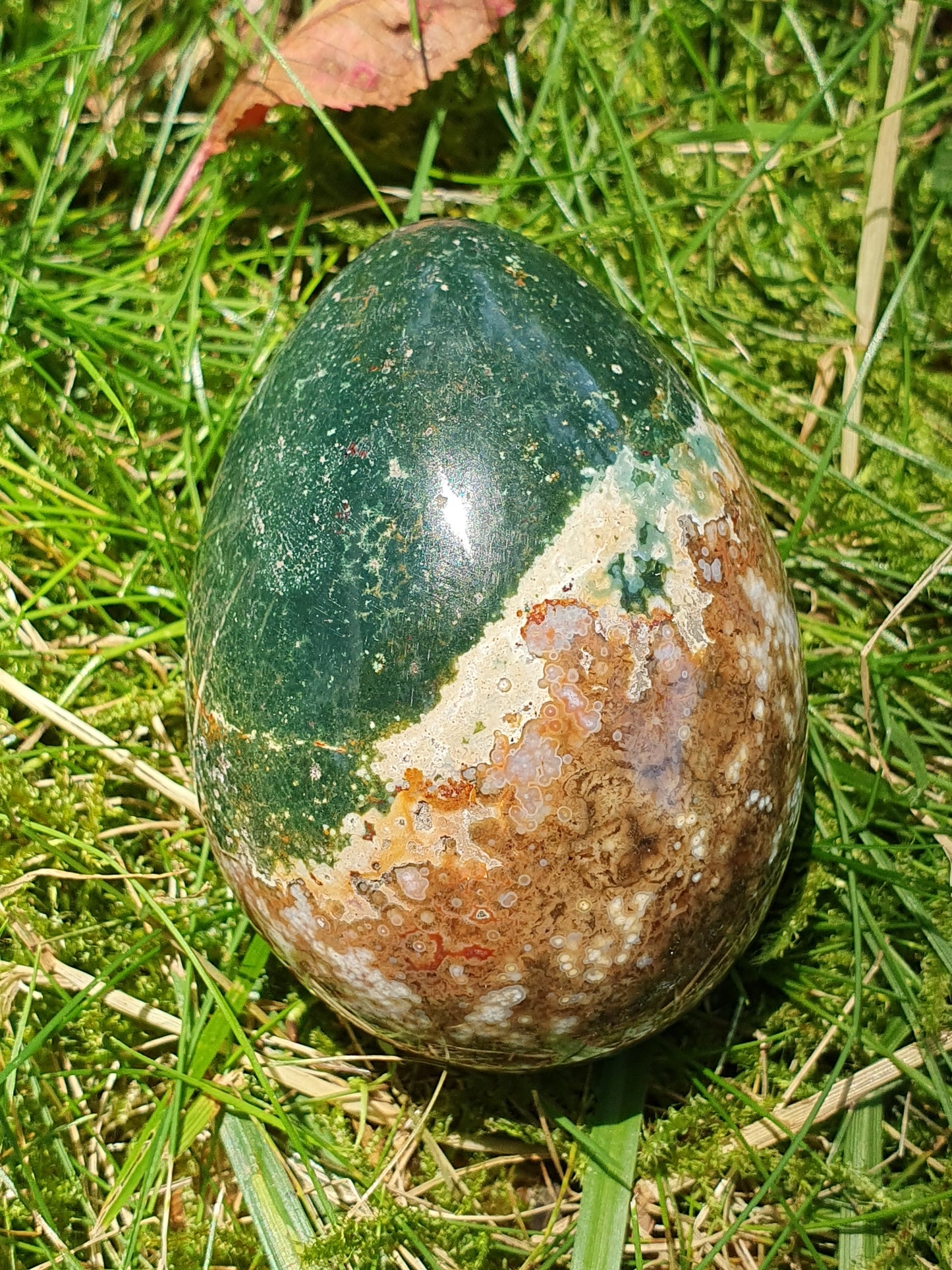 Oeuf Jaspe Orbiculaire J2