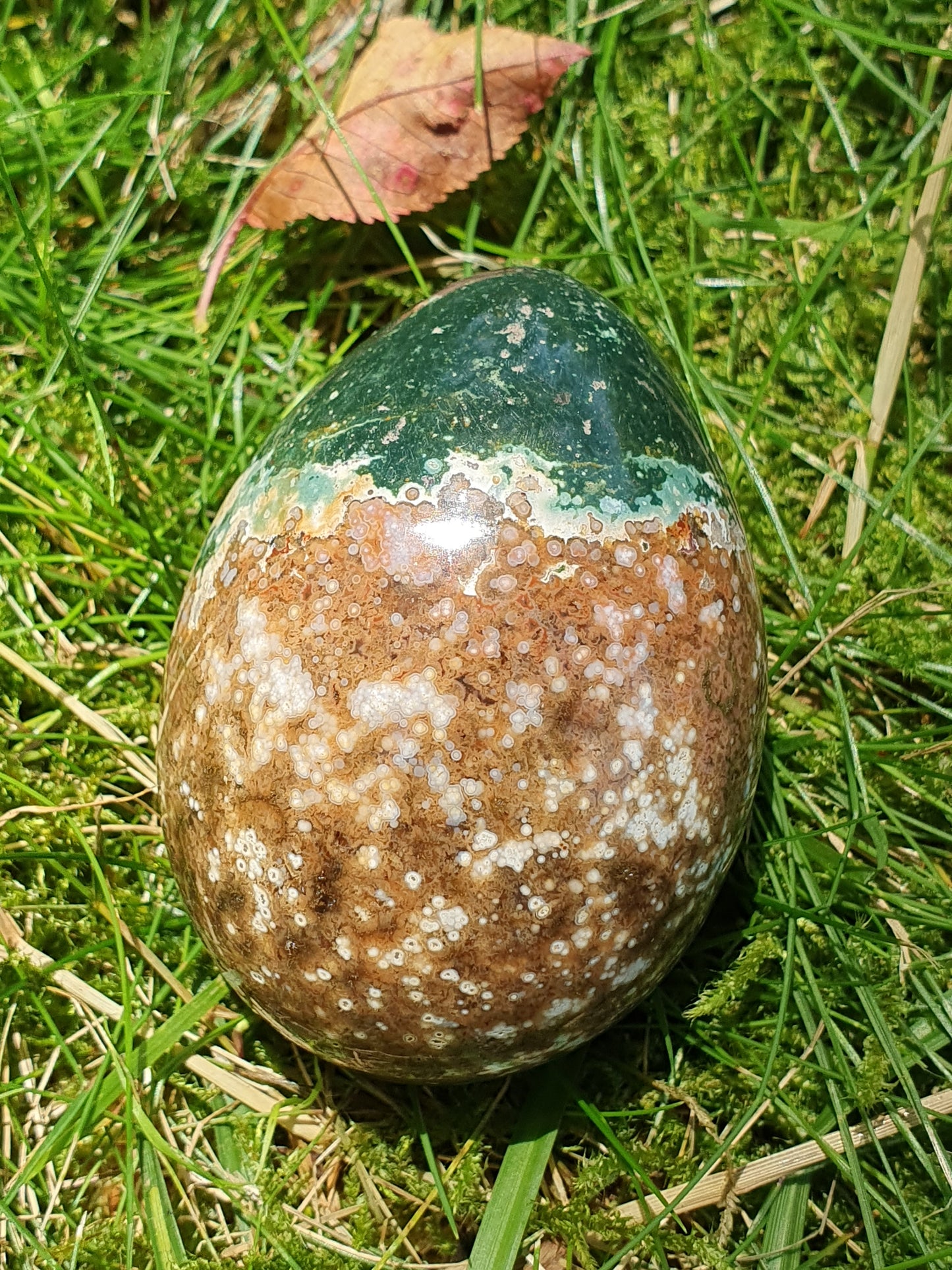 Oeuf Jaspe Orbiculaire J2