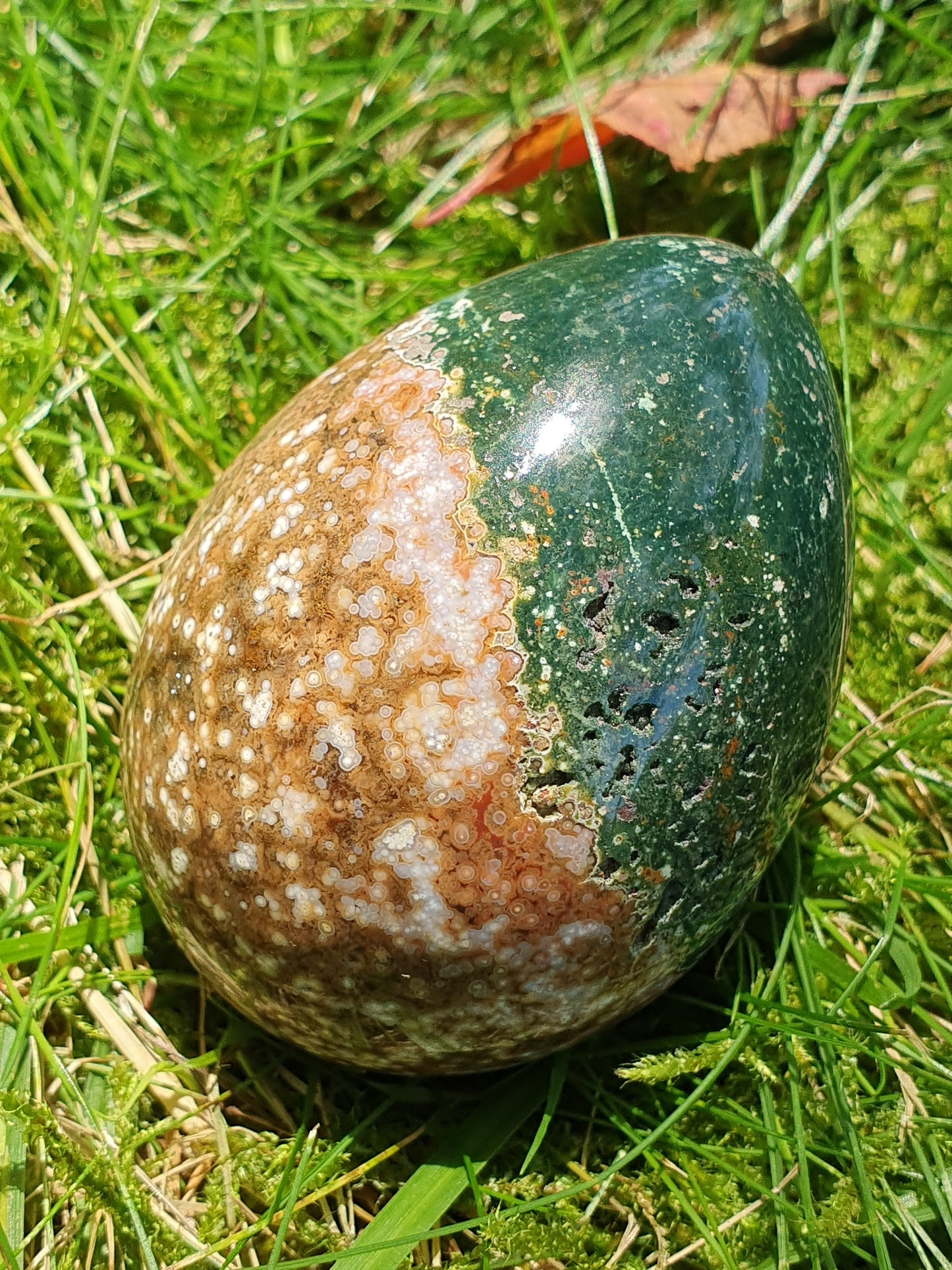 Oeuf Jaspe Orbiculaire J2