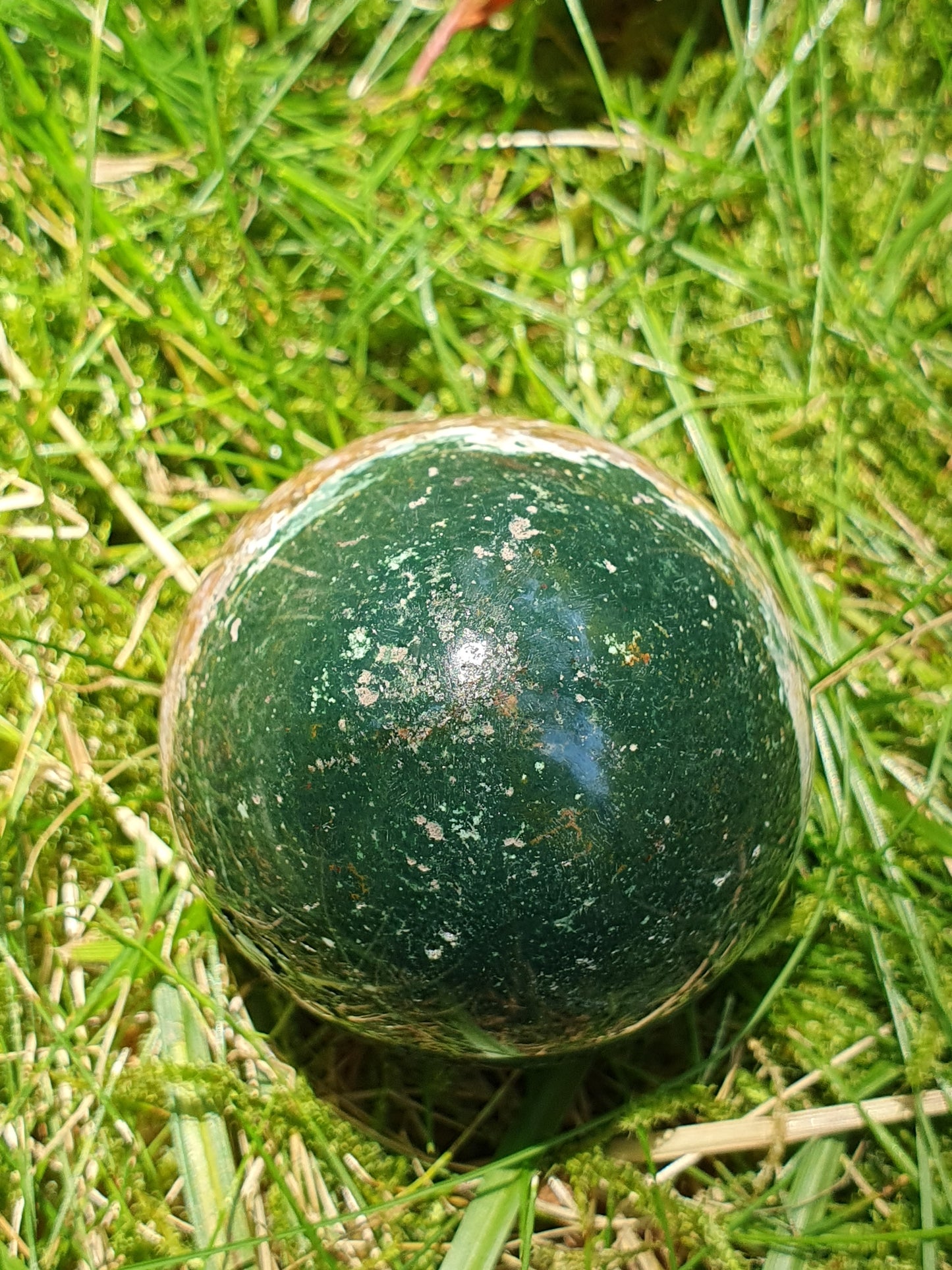 Oeuf Jaspe Orbiculaire J2
