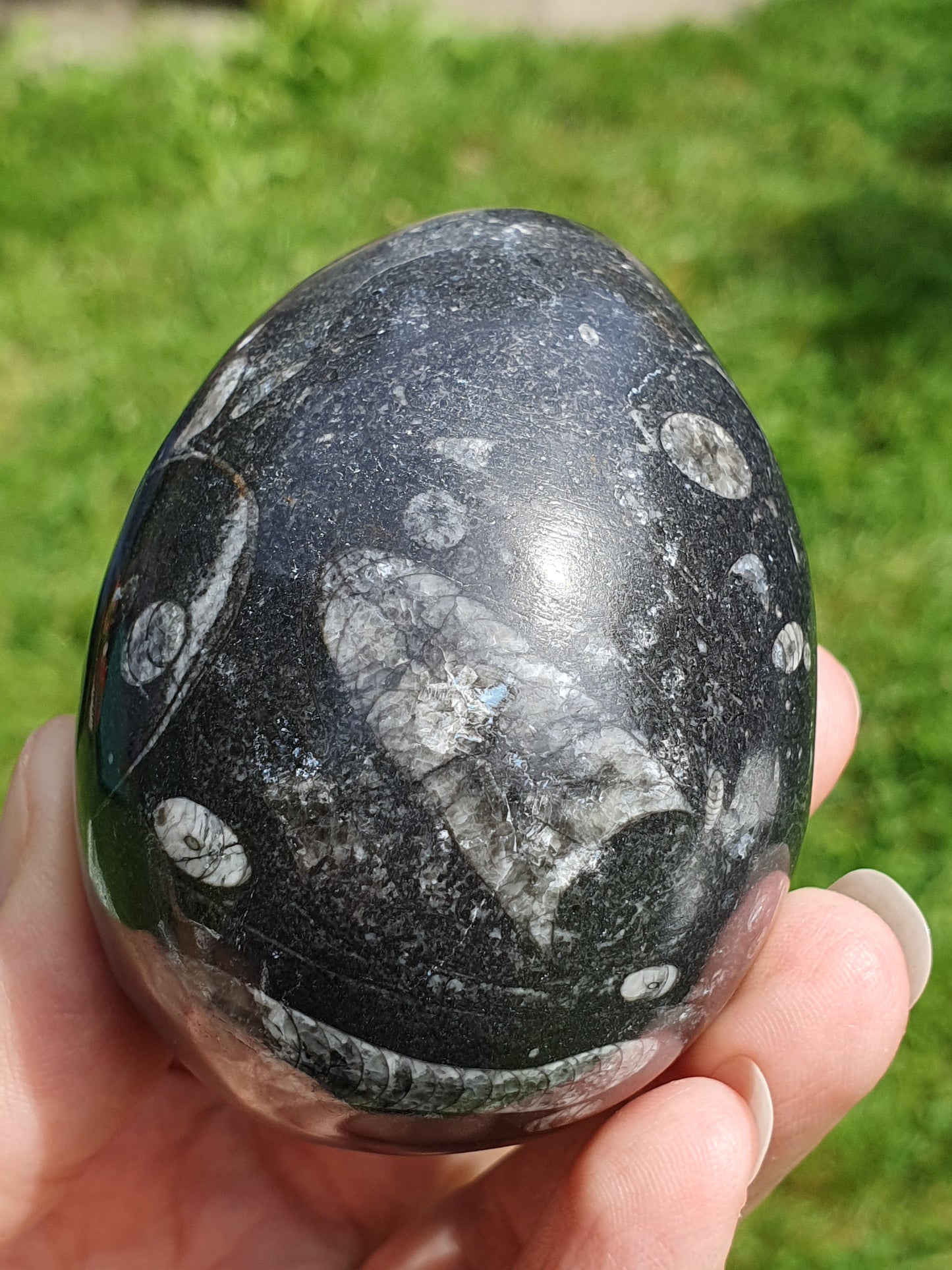 Oeuf Orthoceras B