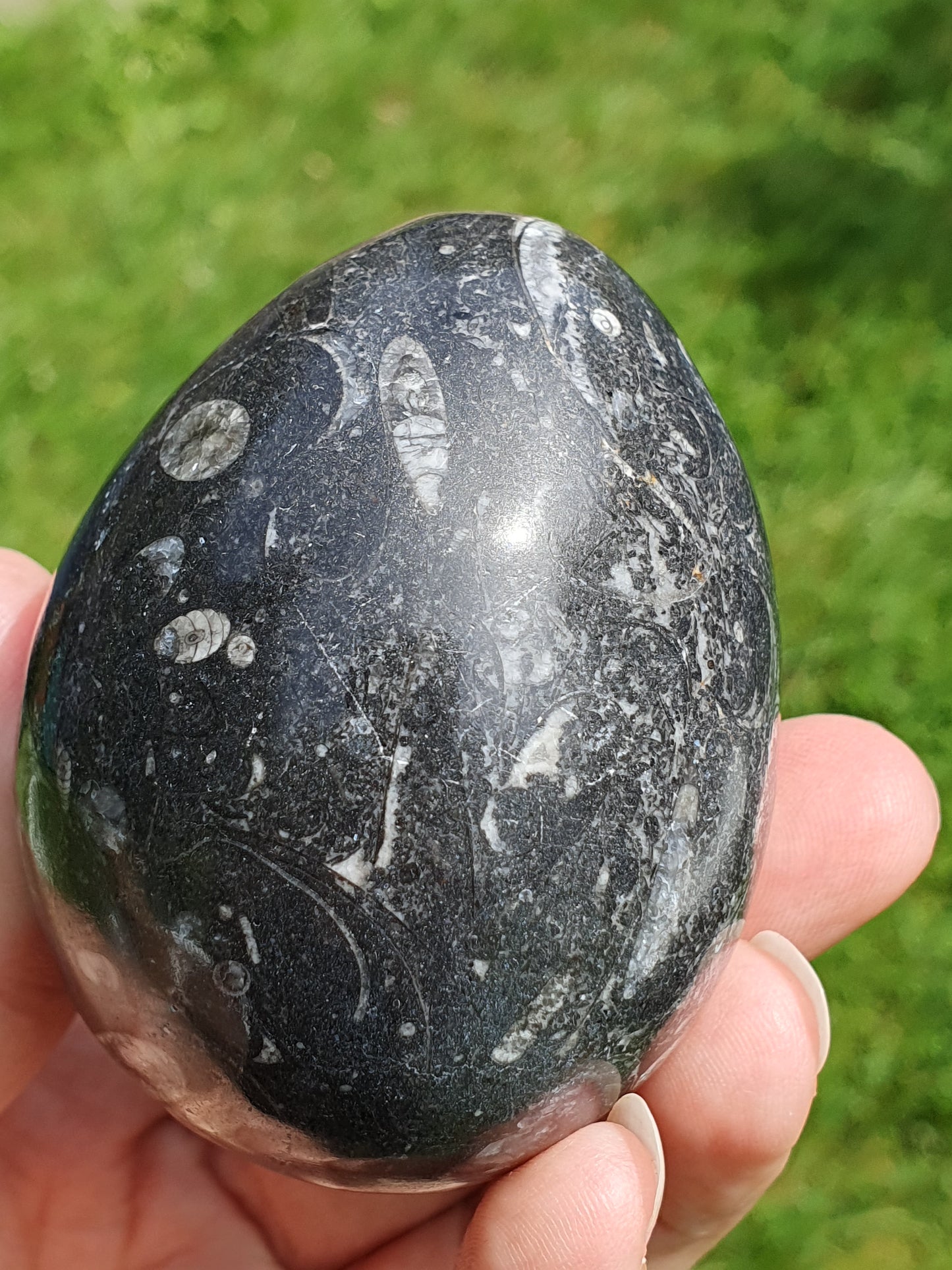 Oeuf Orthoceras B