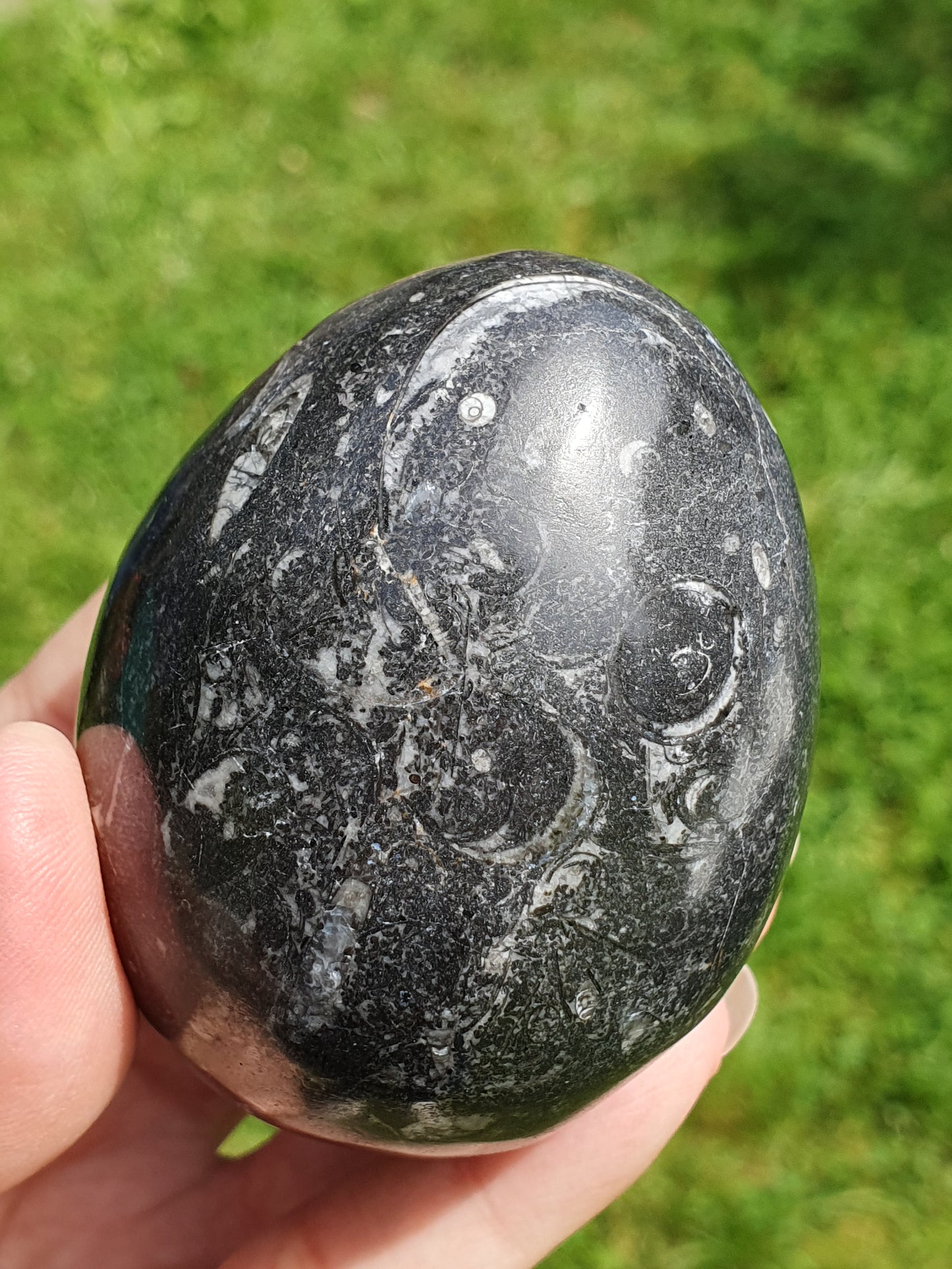Oeuf Orthoceras B