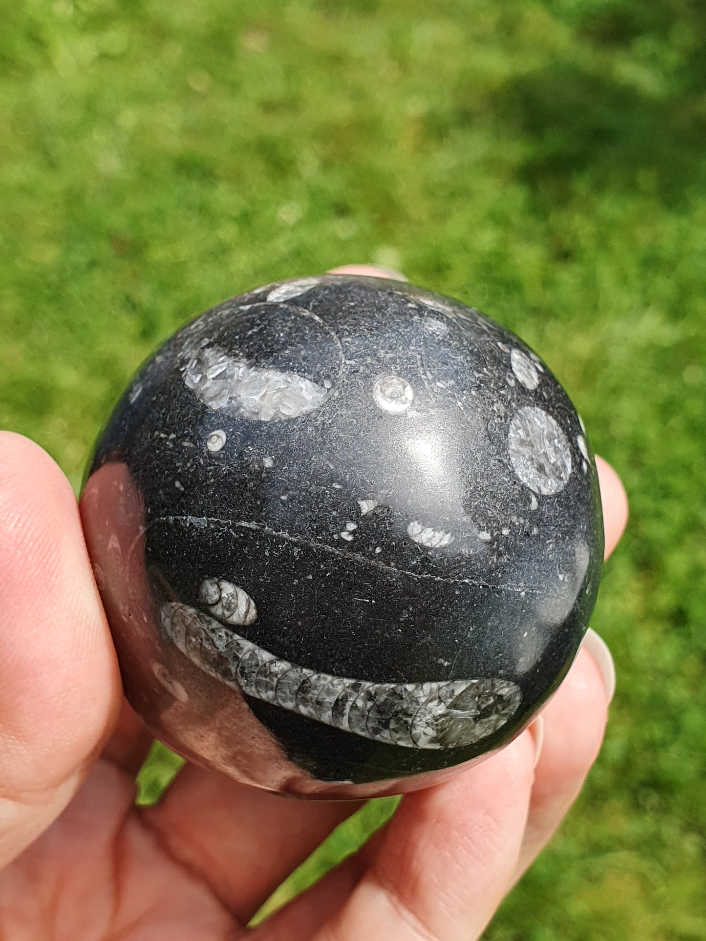 Oeuf Orthoceras B
