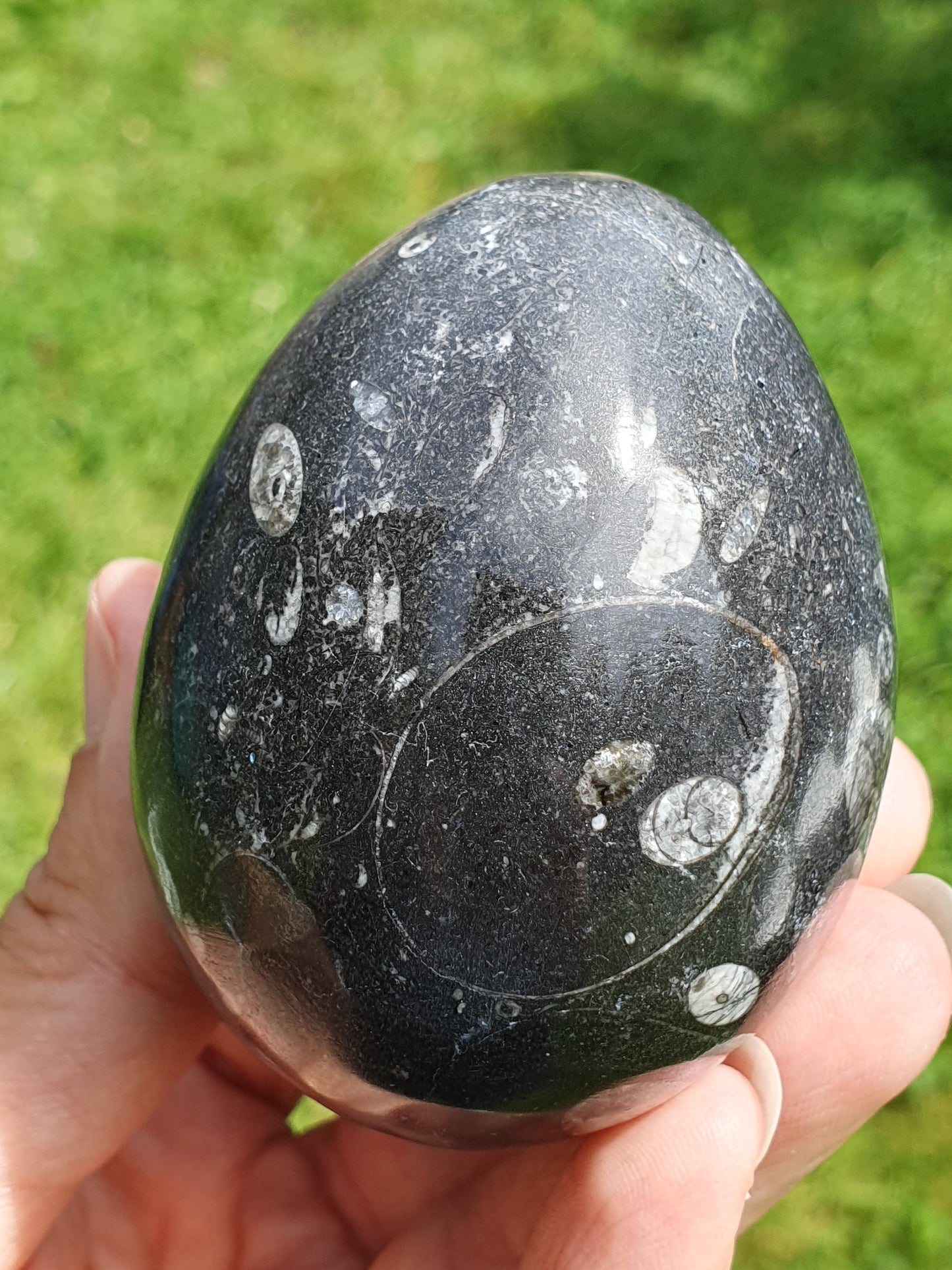 Oeuf Orthoceras B