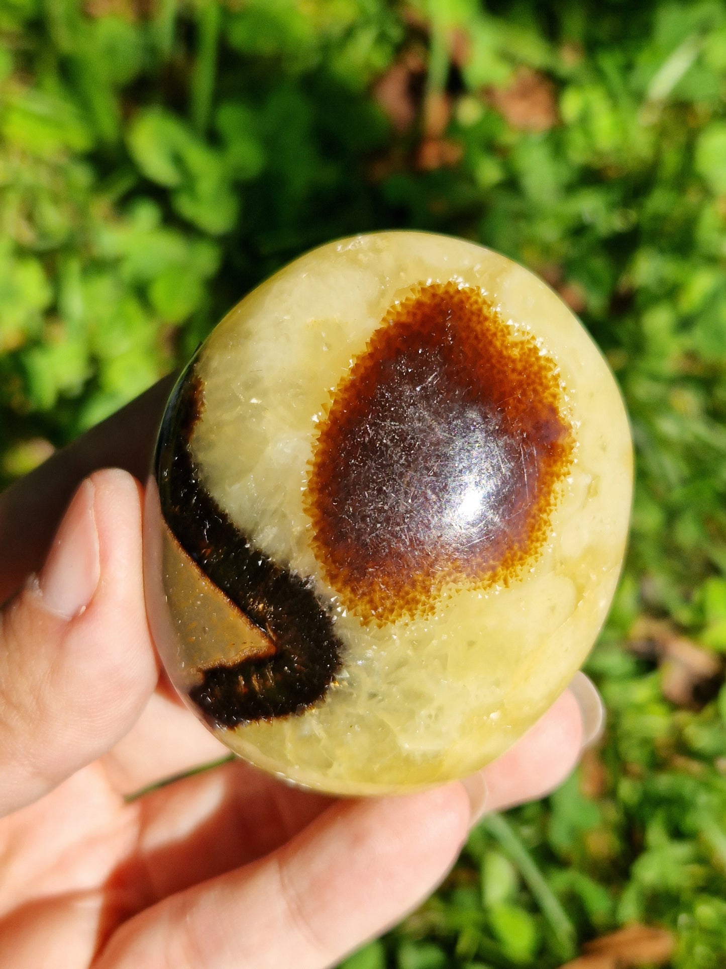 Galet de Septaria (à choisir)