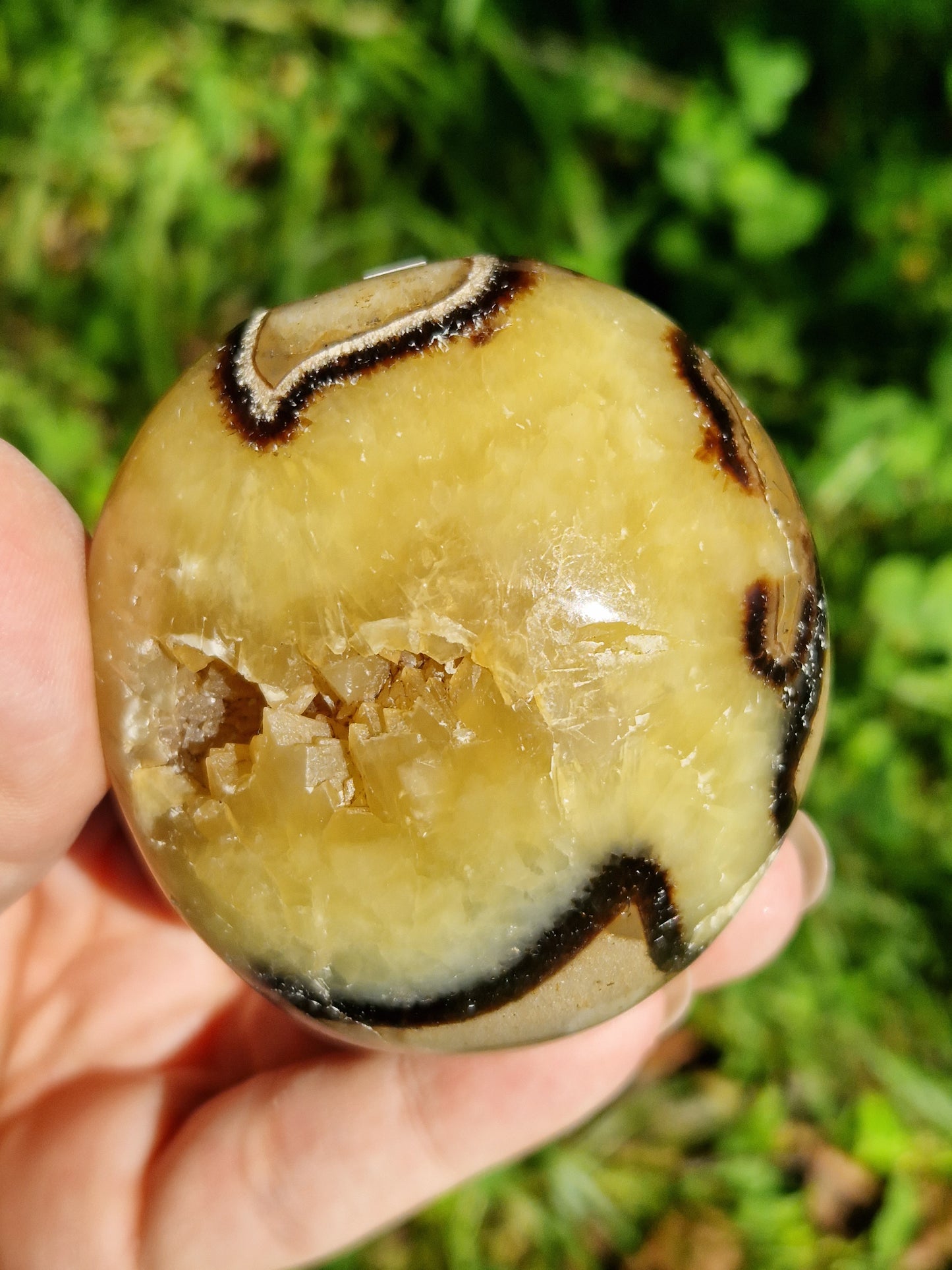 Galet de Septaria (à choisir)