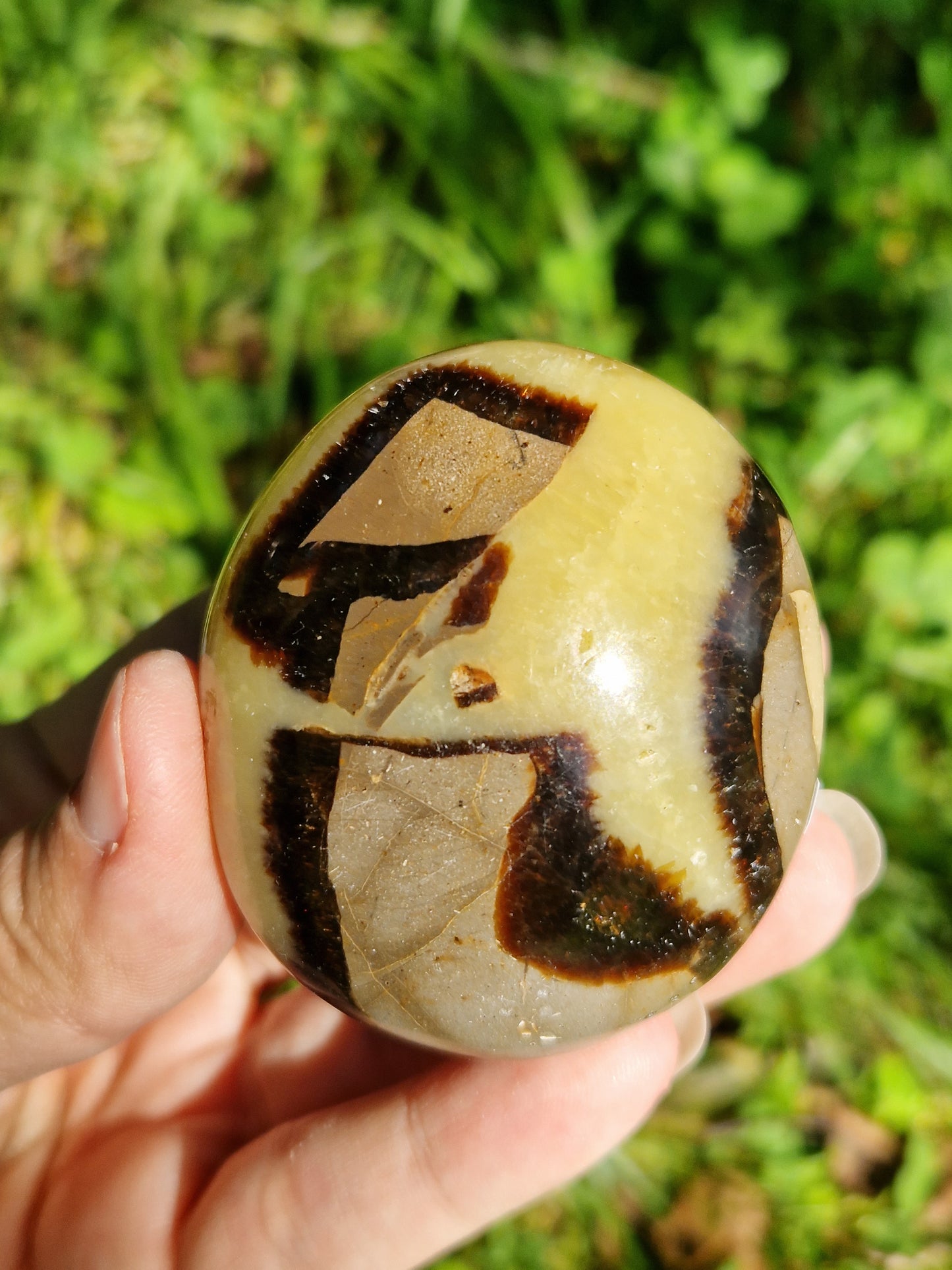 Galet de Septaria (à choisir)