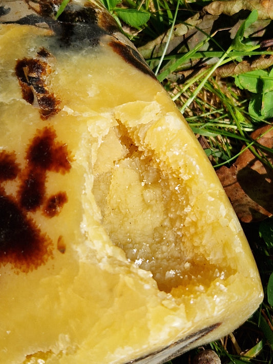 Forme libre Septaria S4