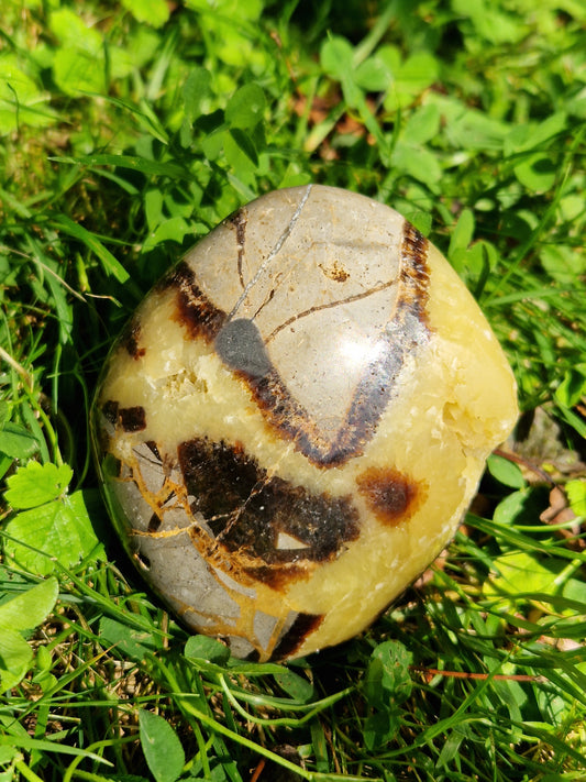 Forme libre Septaria S5