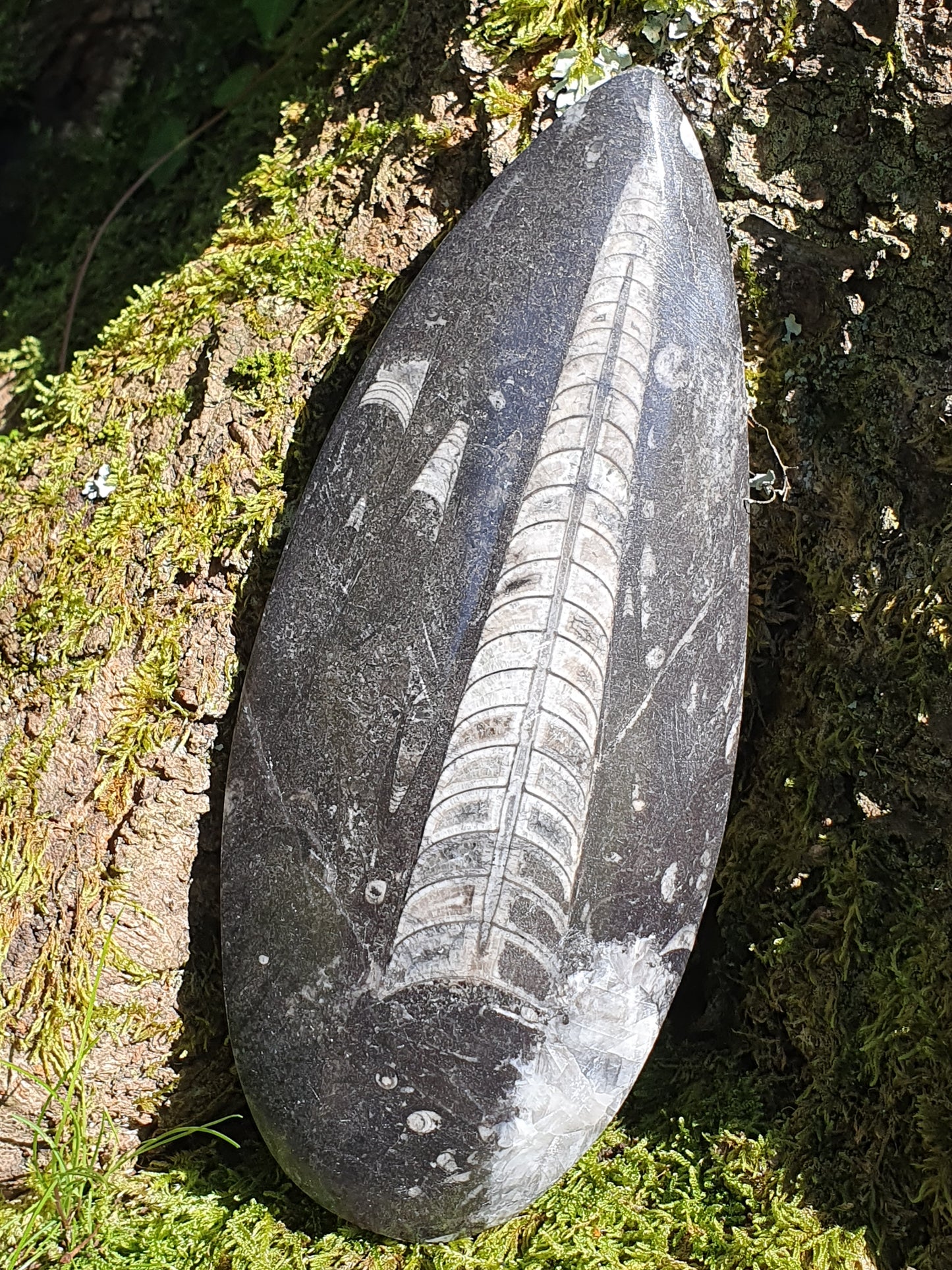 Orthoceras 19cm