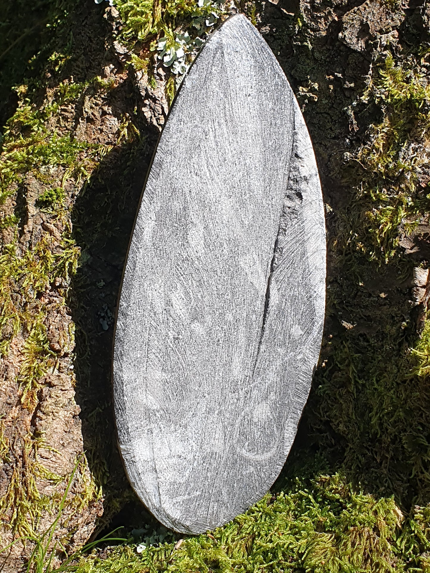 Orthoceras 19cm