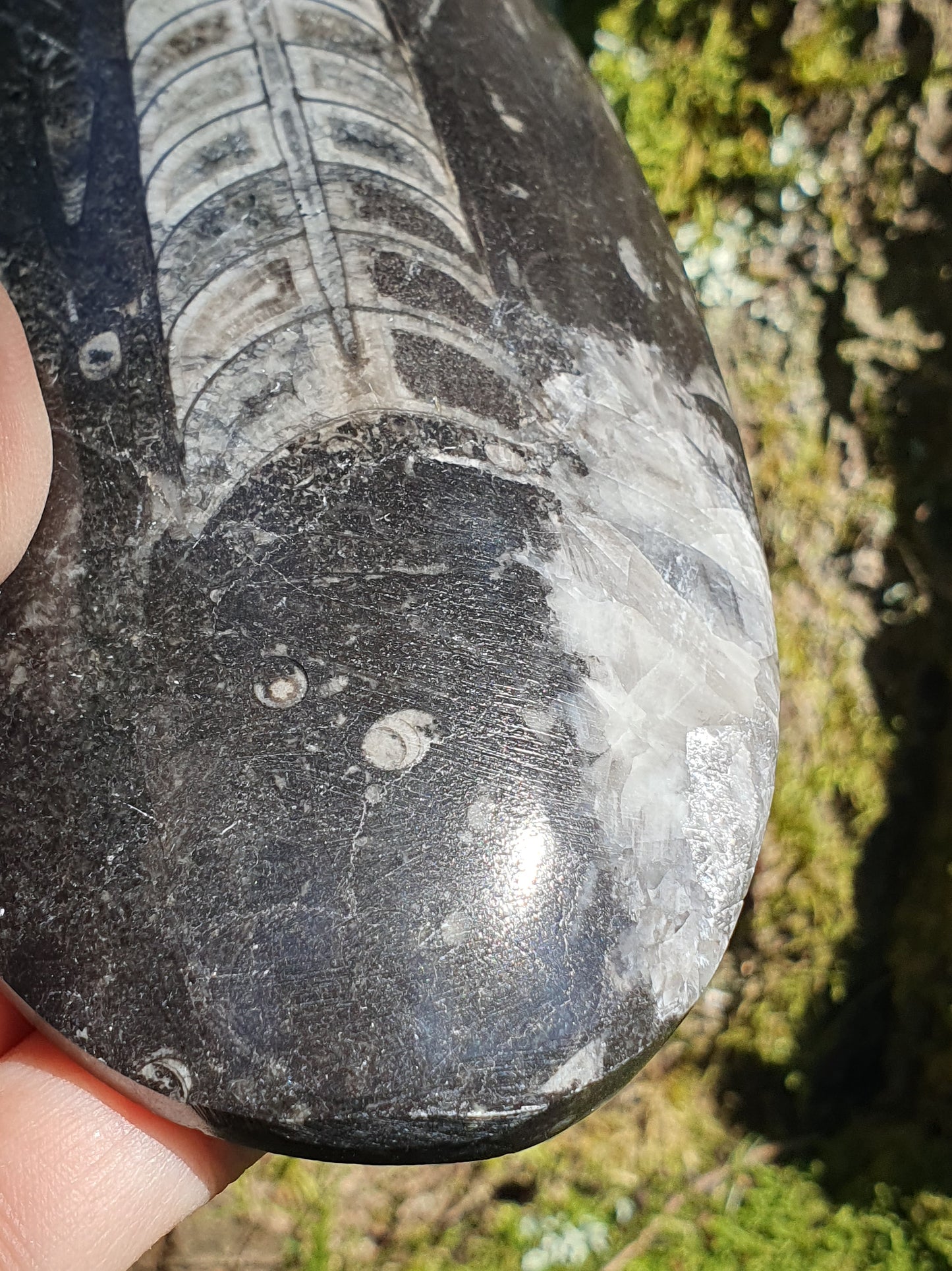 Orthoceras 19cm