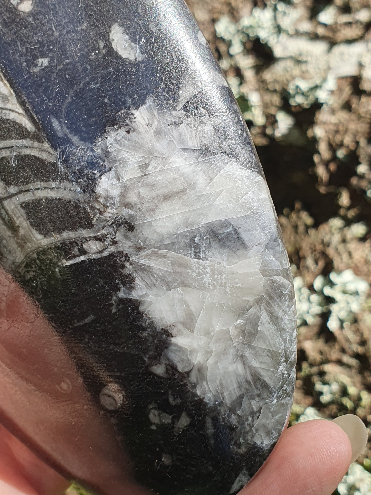 Orthoceras 19cm