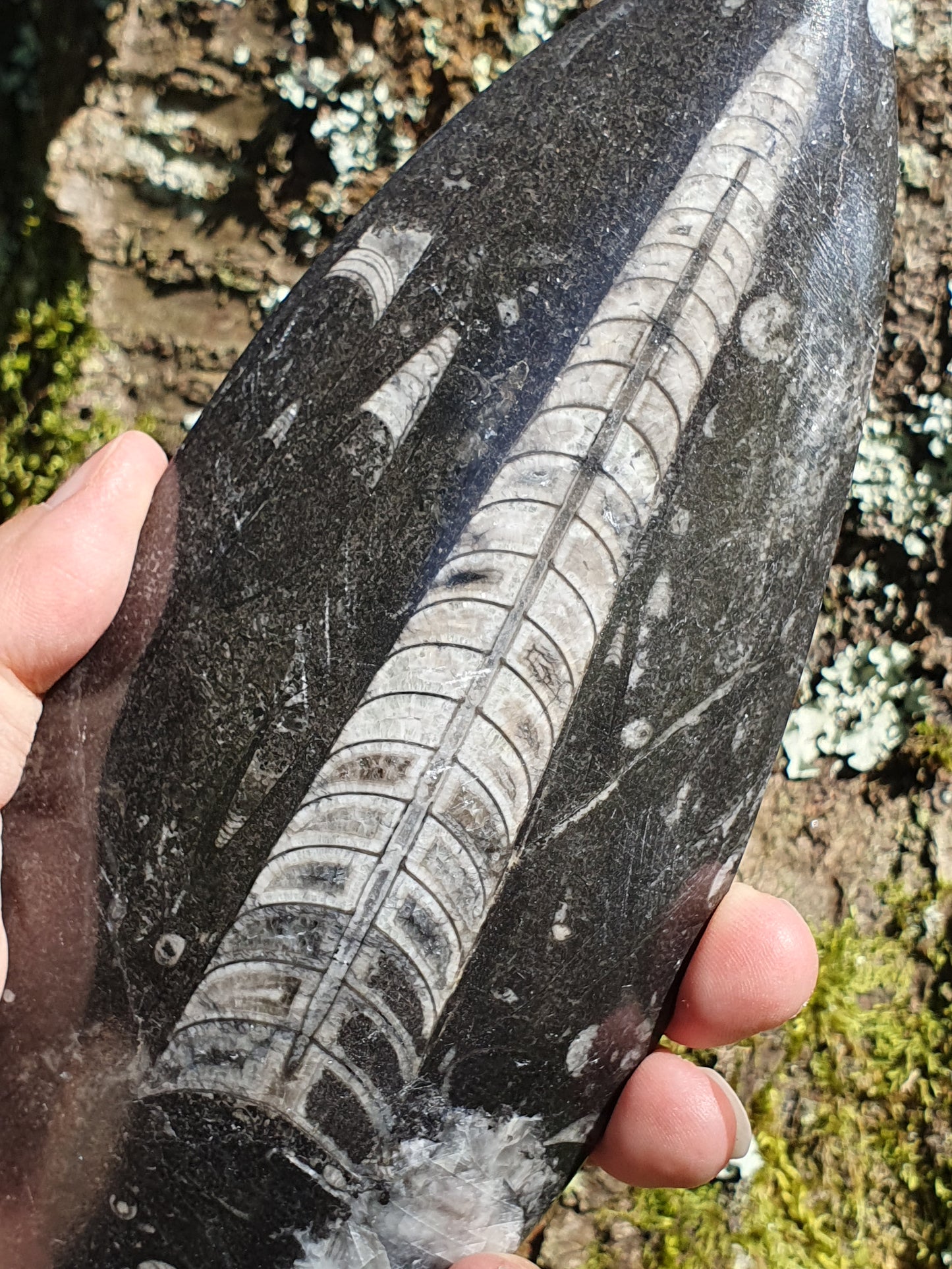 Orthoceras 19cm