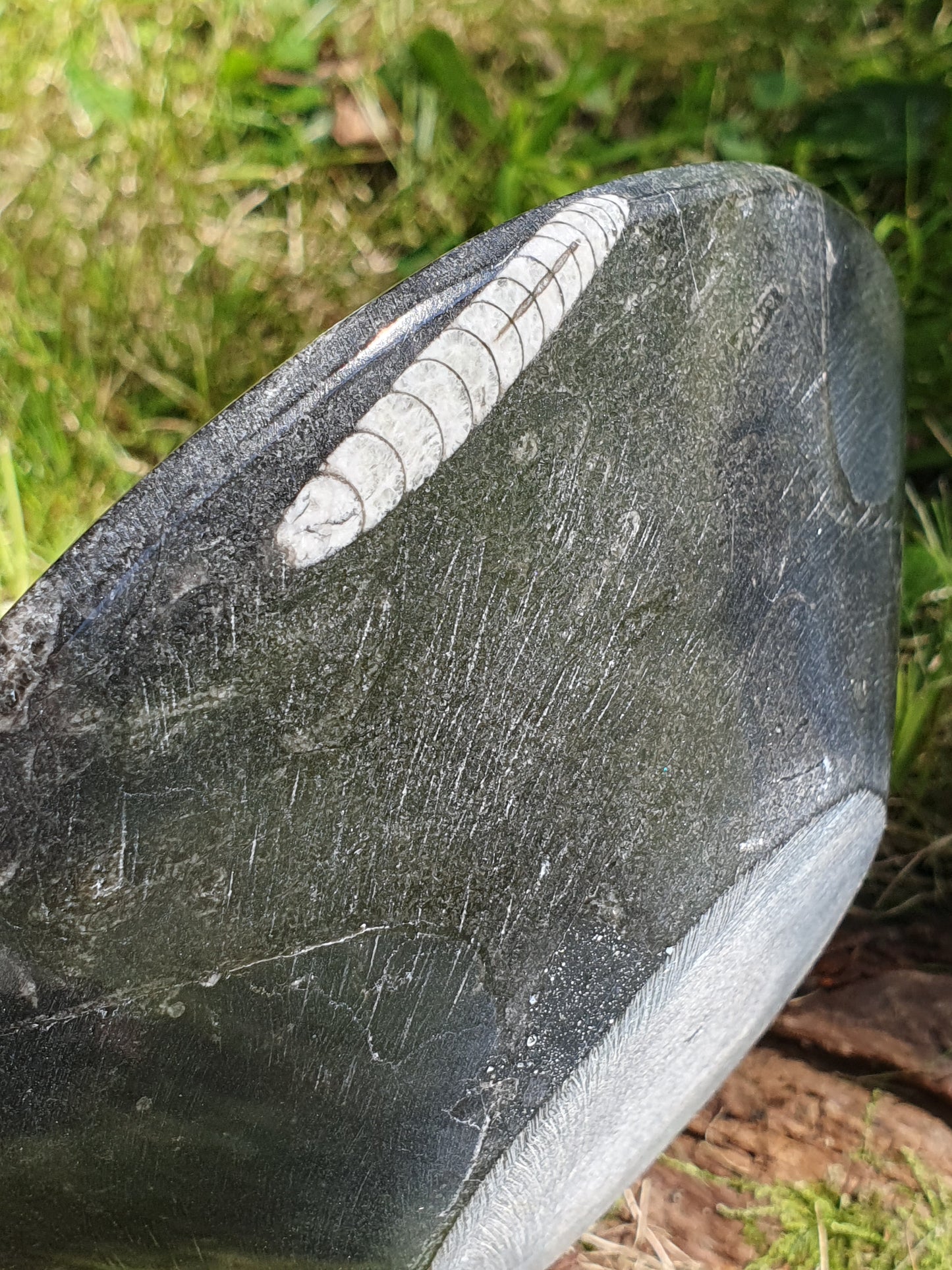 Coupelle Orthoceras
