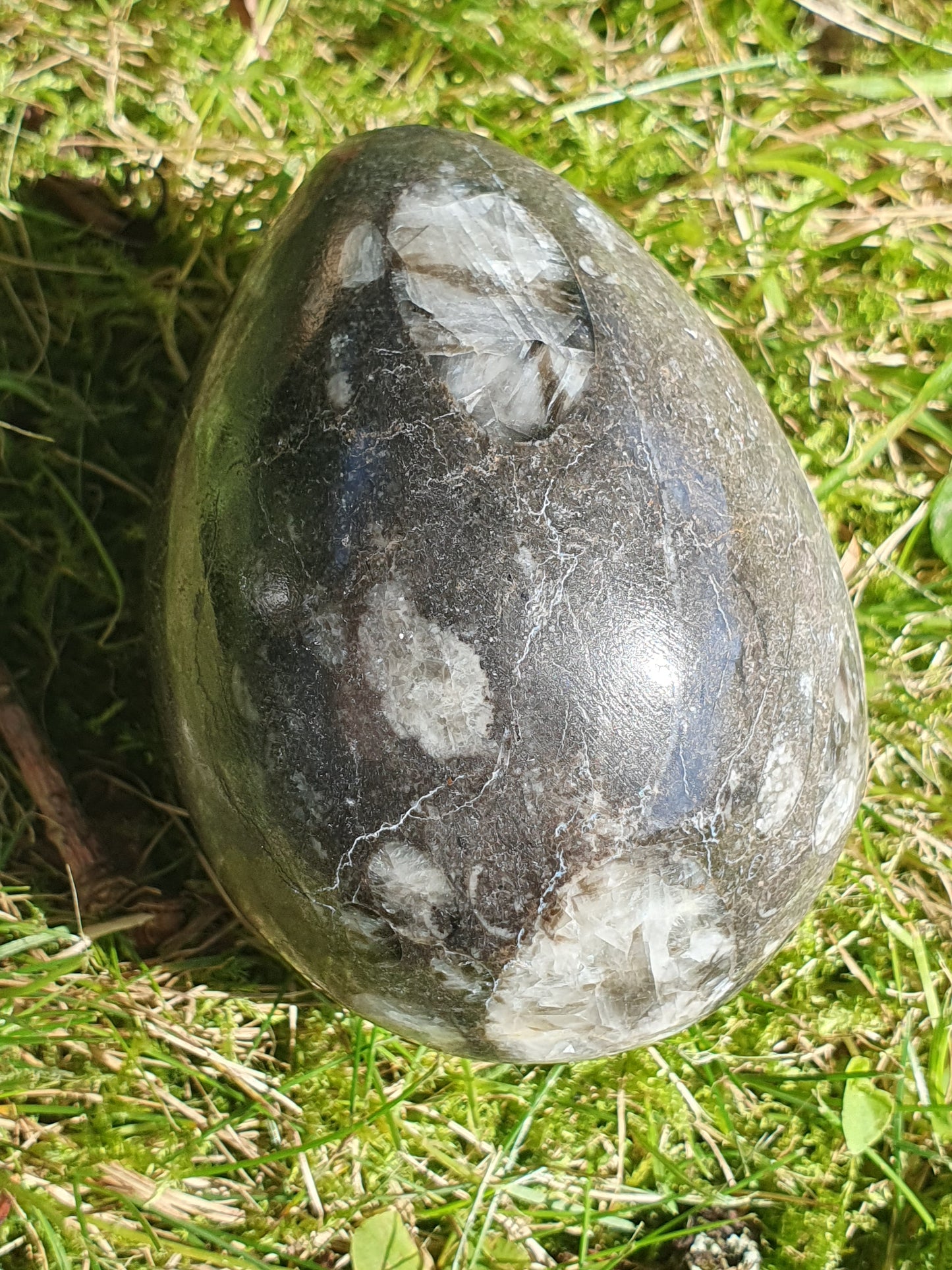 Oeuf Orthoceras